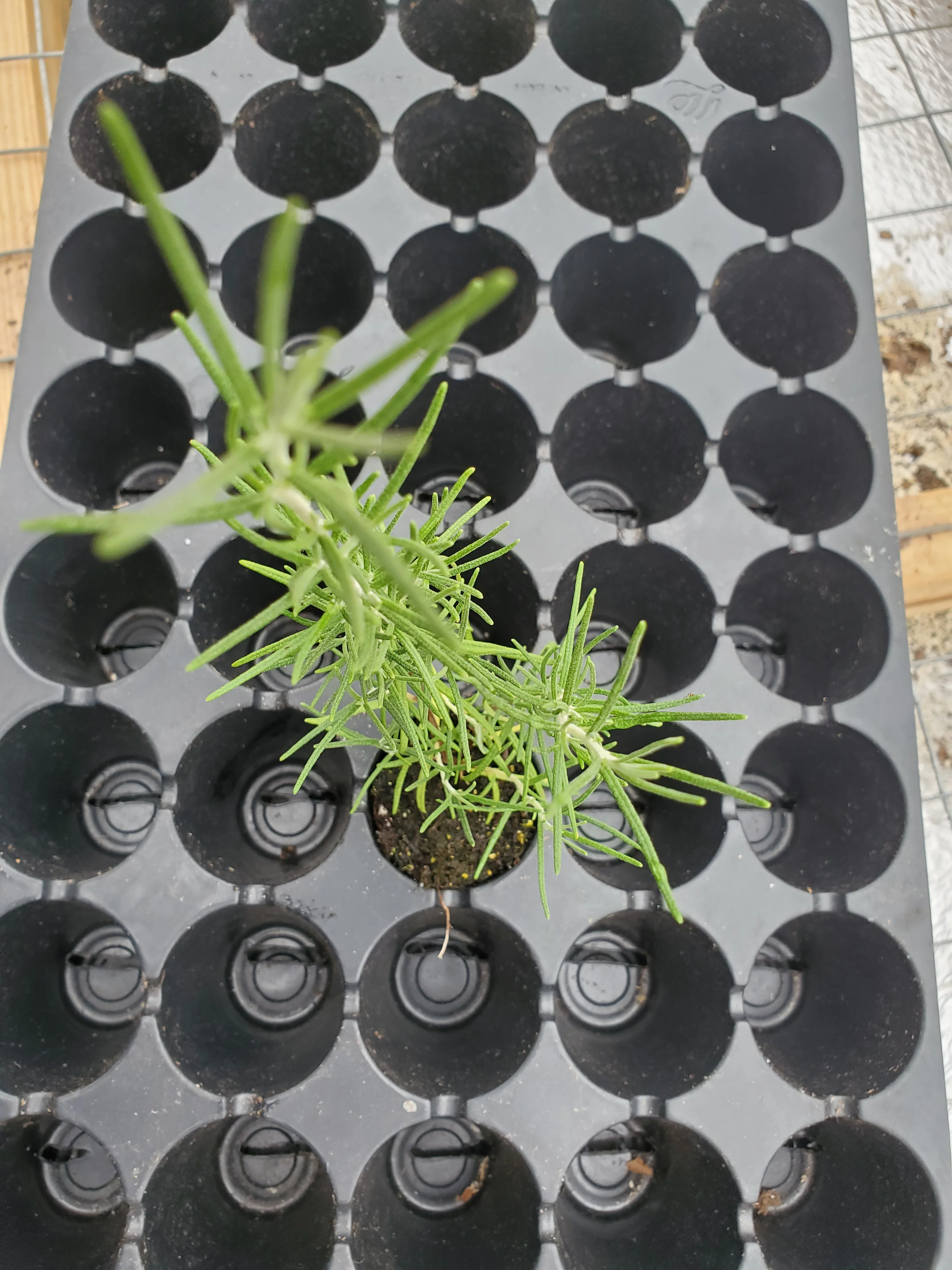 Pine Leaf Rosemary - Image 2
