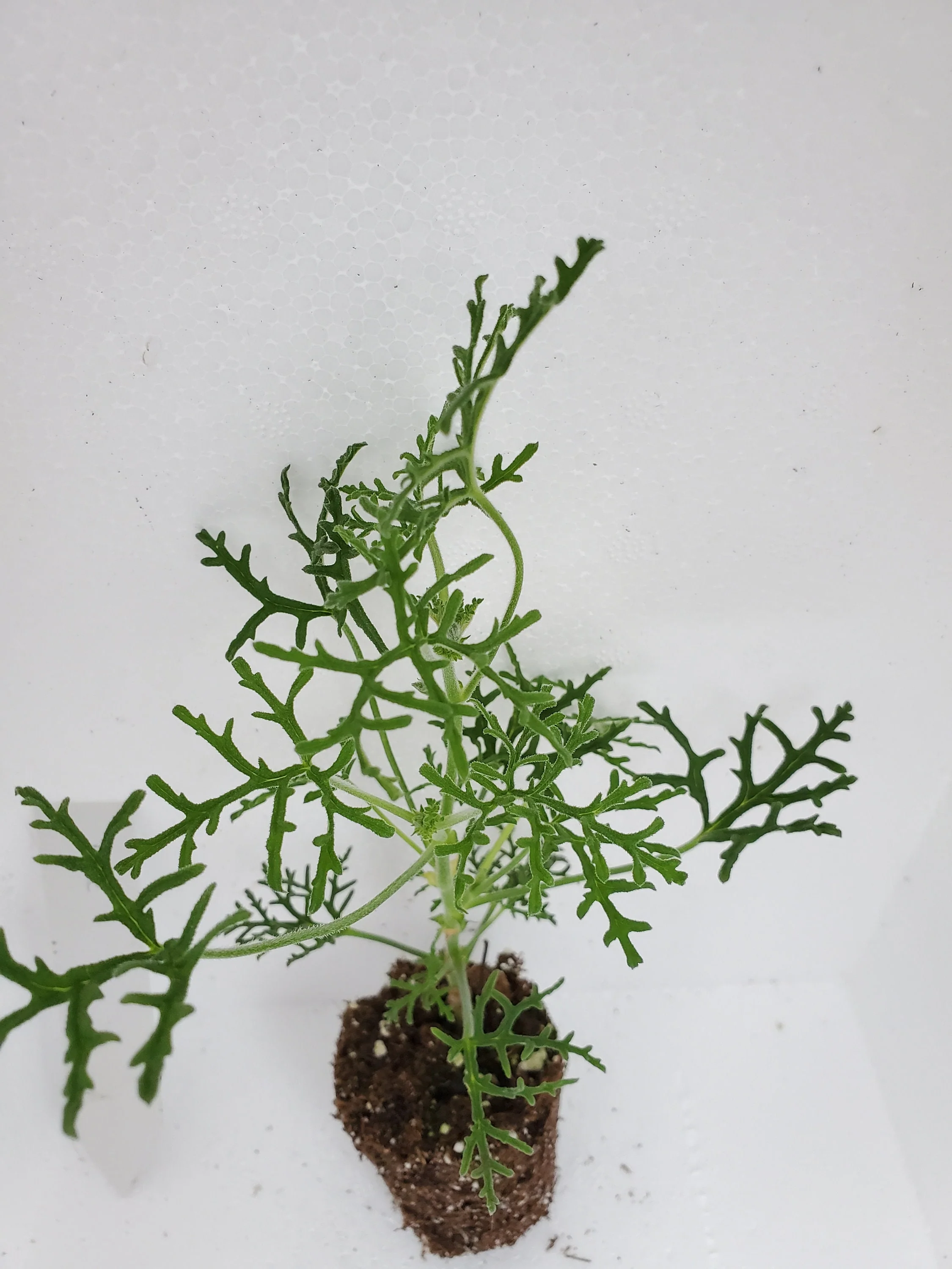 Pine Scented Geranium - Image 2
