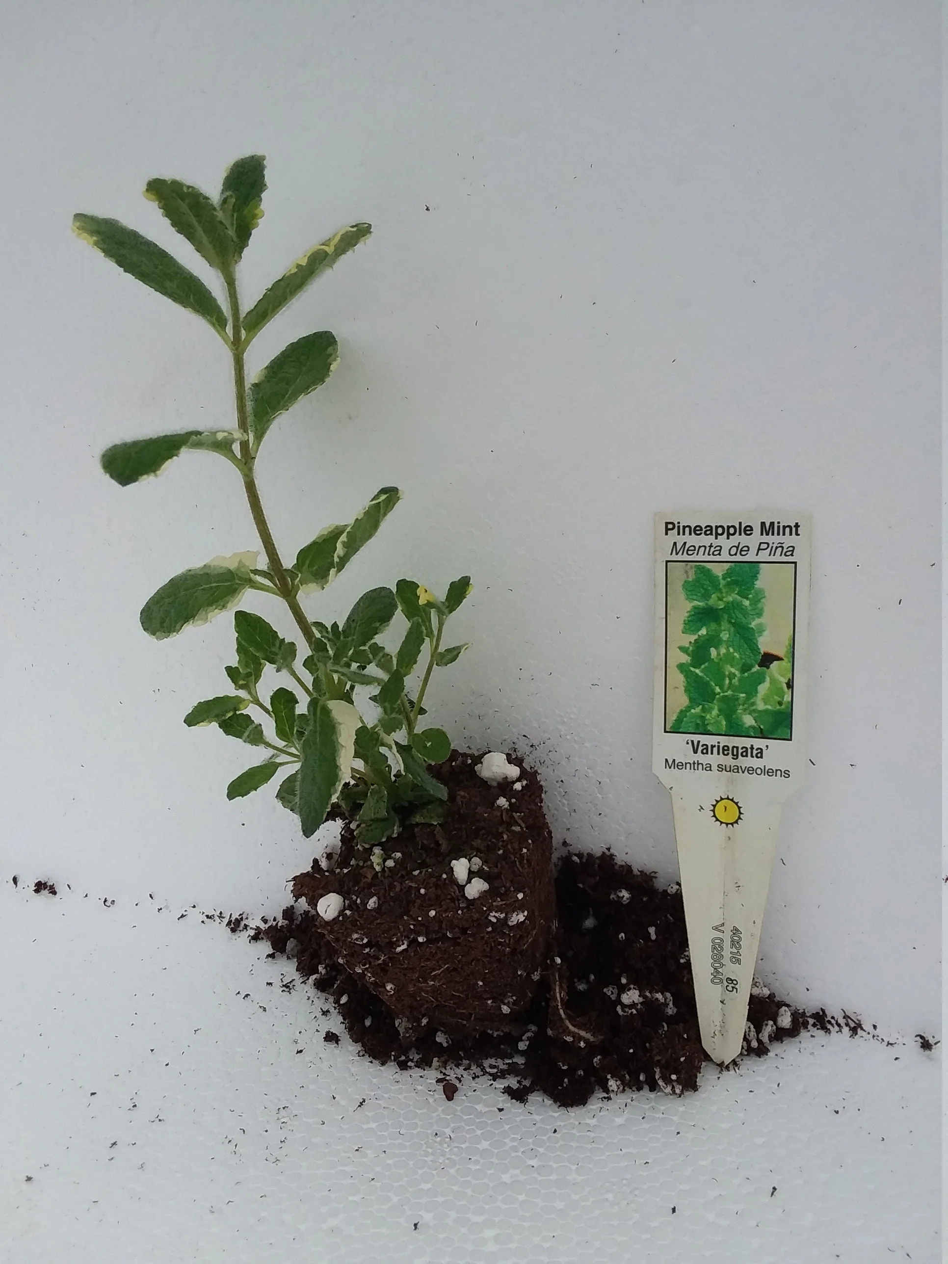 Pineapple Mint - Image 2