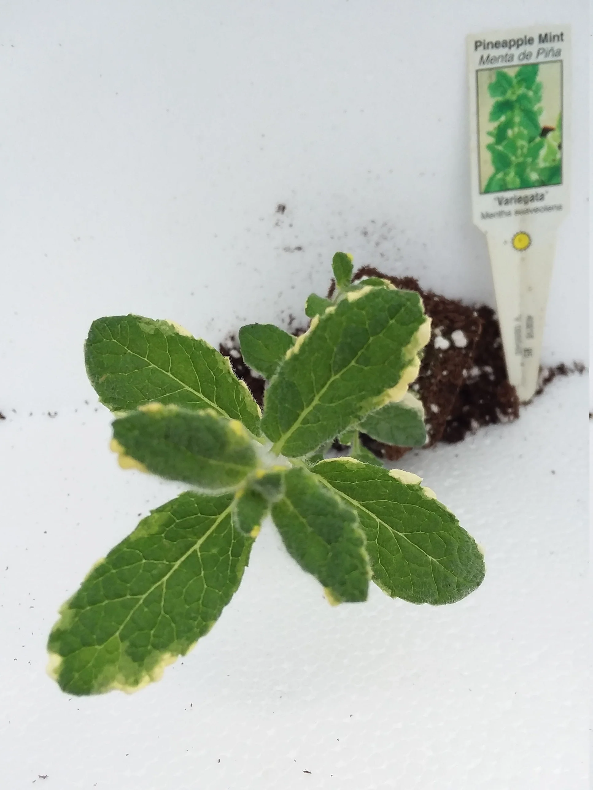 Pineapple Mint - Image 3