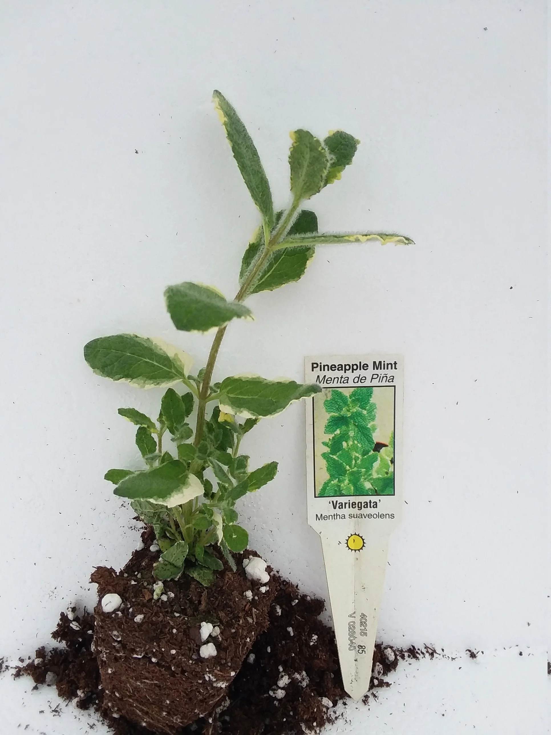 Pineapple Mint - Image 4