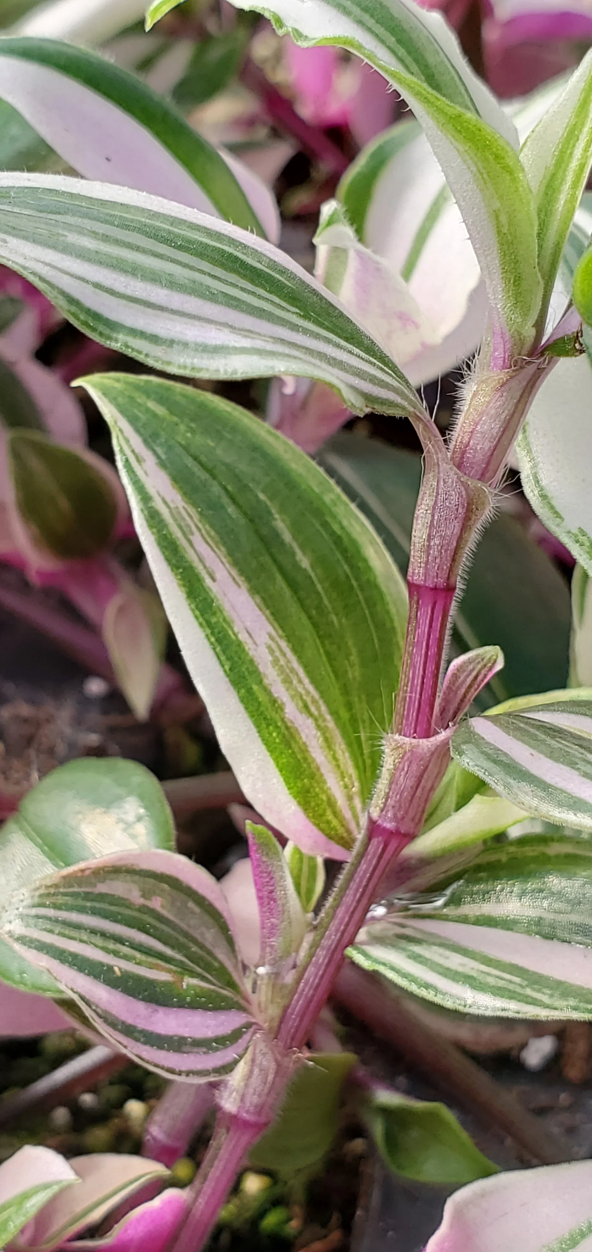 Pink Variegated Bolivian Tradescantia - Image 3