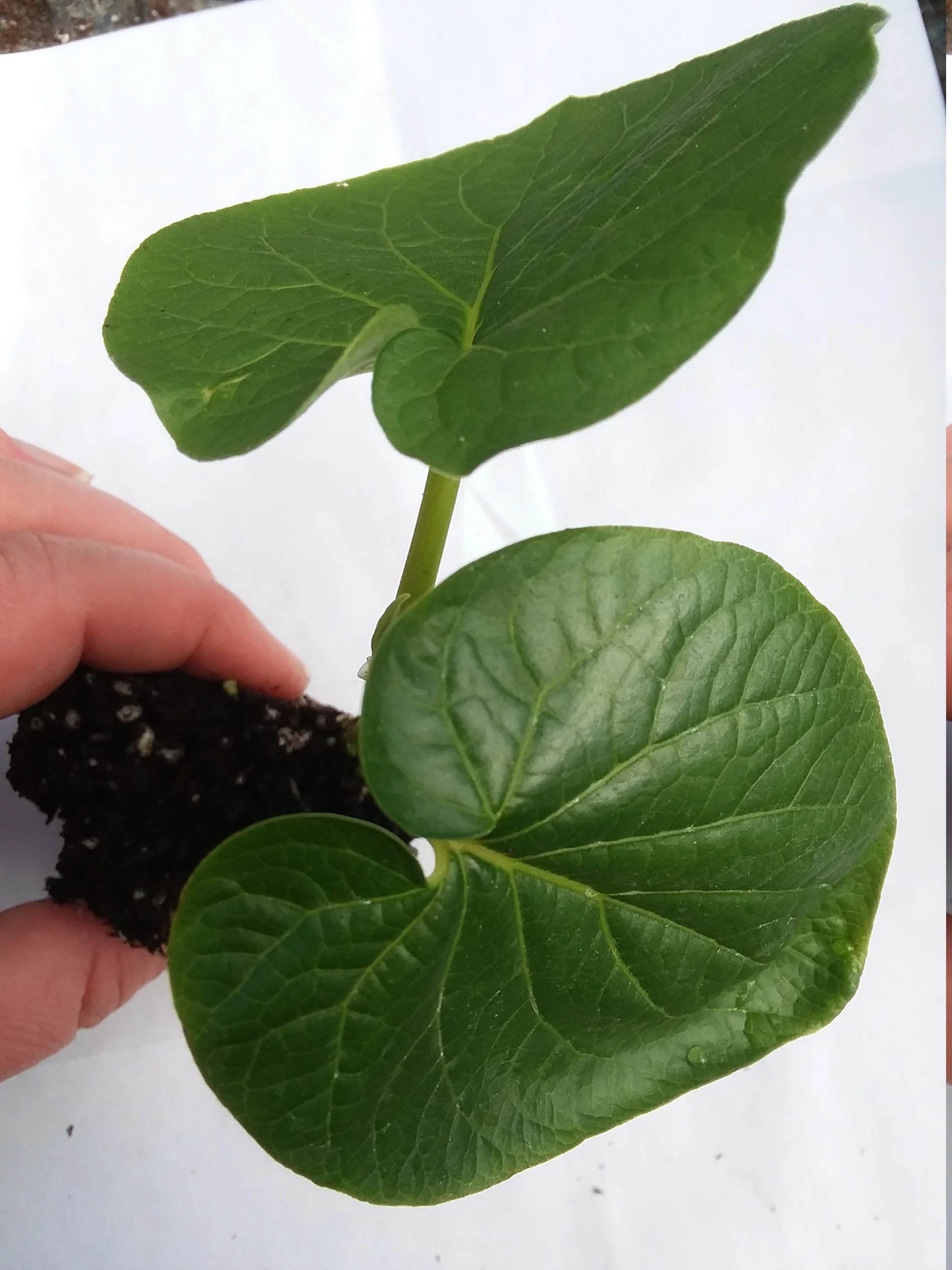 Piper auritum
