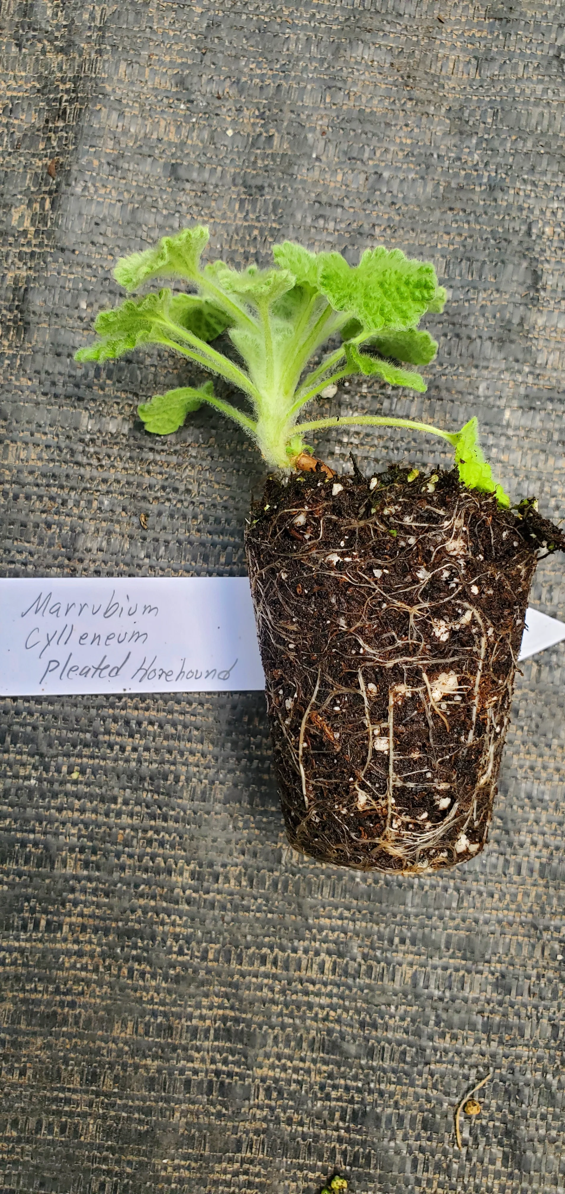 Pleated Horehound - Image 2
