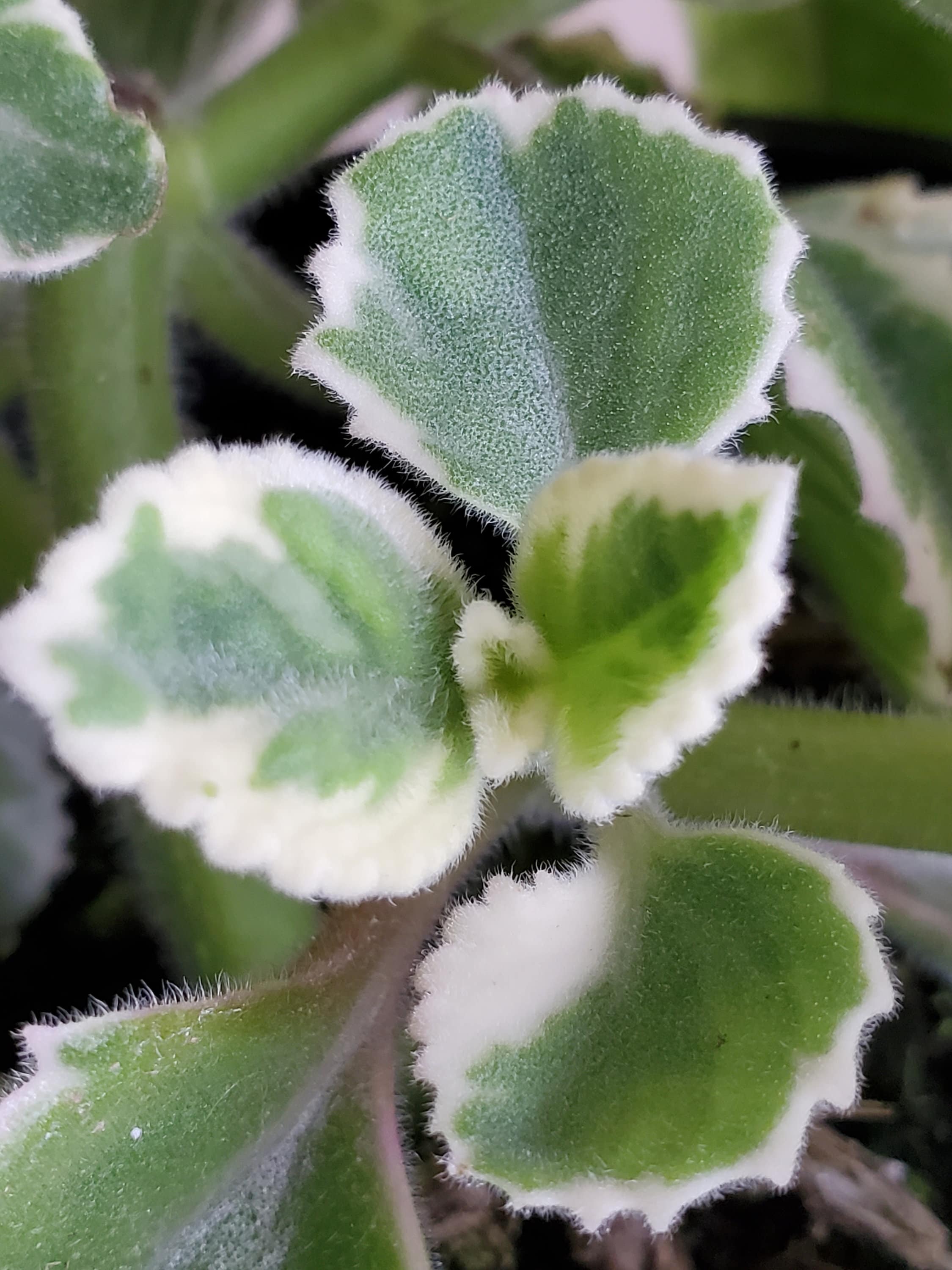 Plectranthes Amboinicus Variegated Spanish Thyme