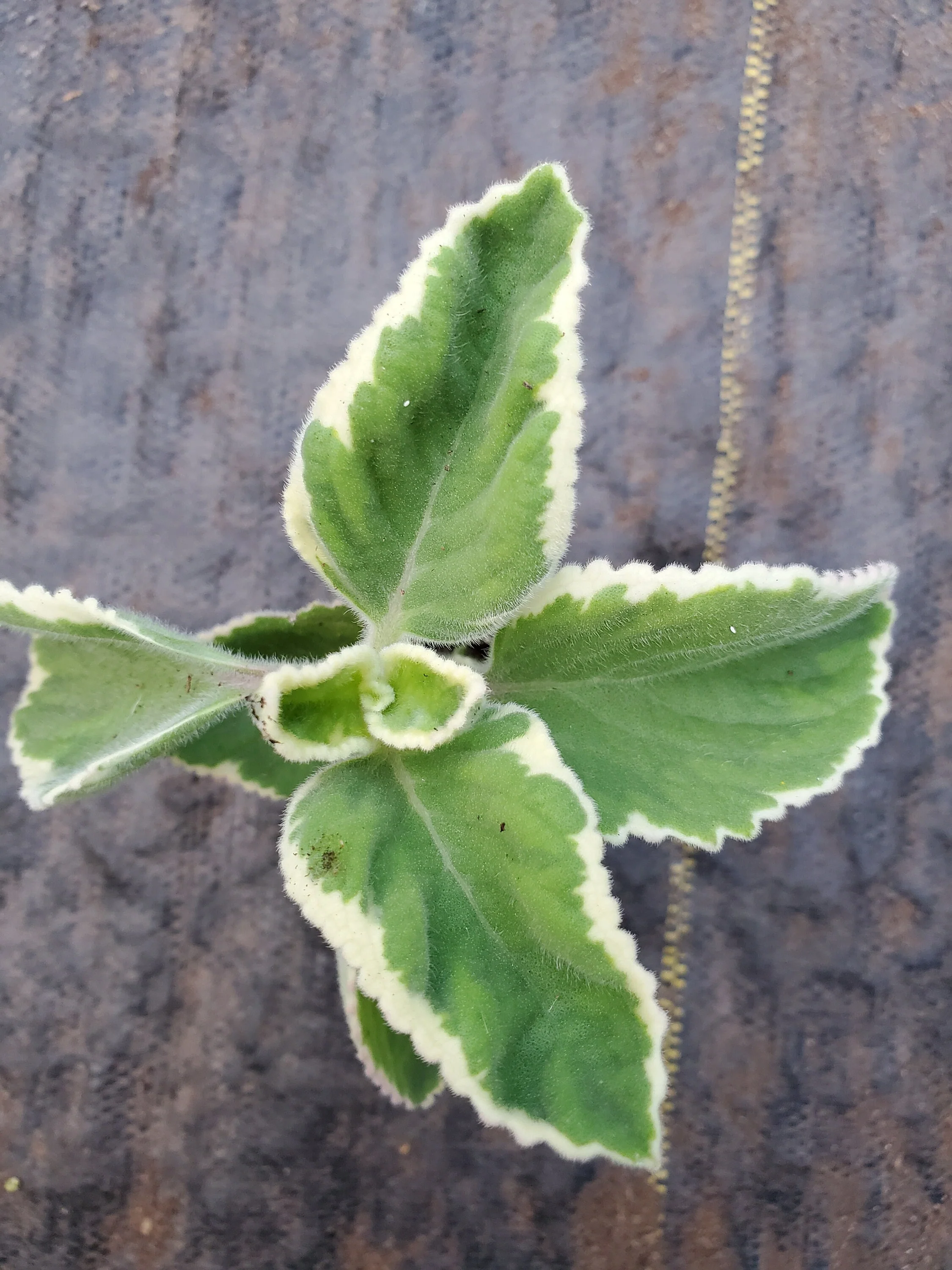 Plectranthes Amboinicus Variegated Spanish Thyme - Image 2