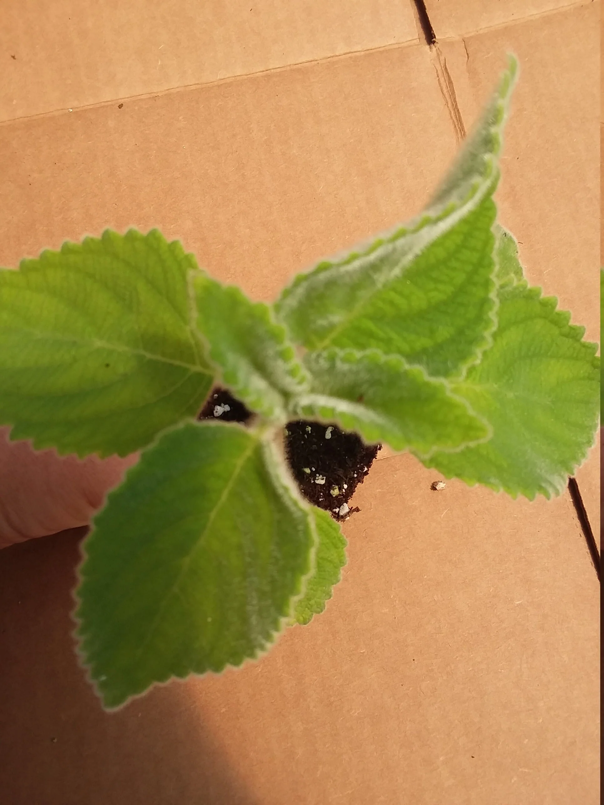 Plectranthes Lemon leaf - Image 2