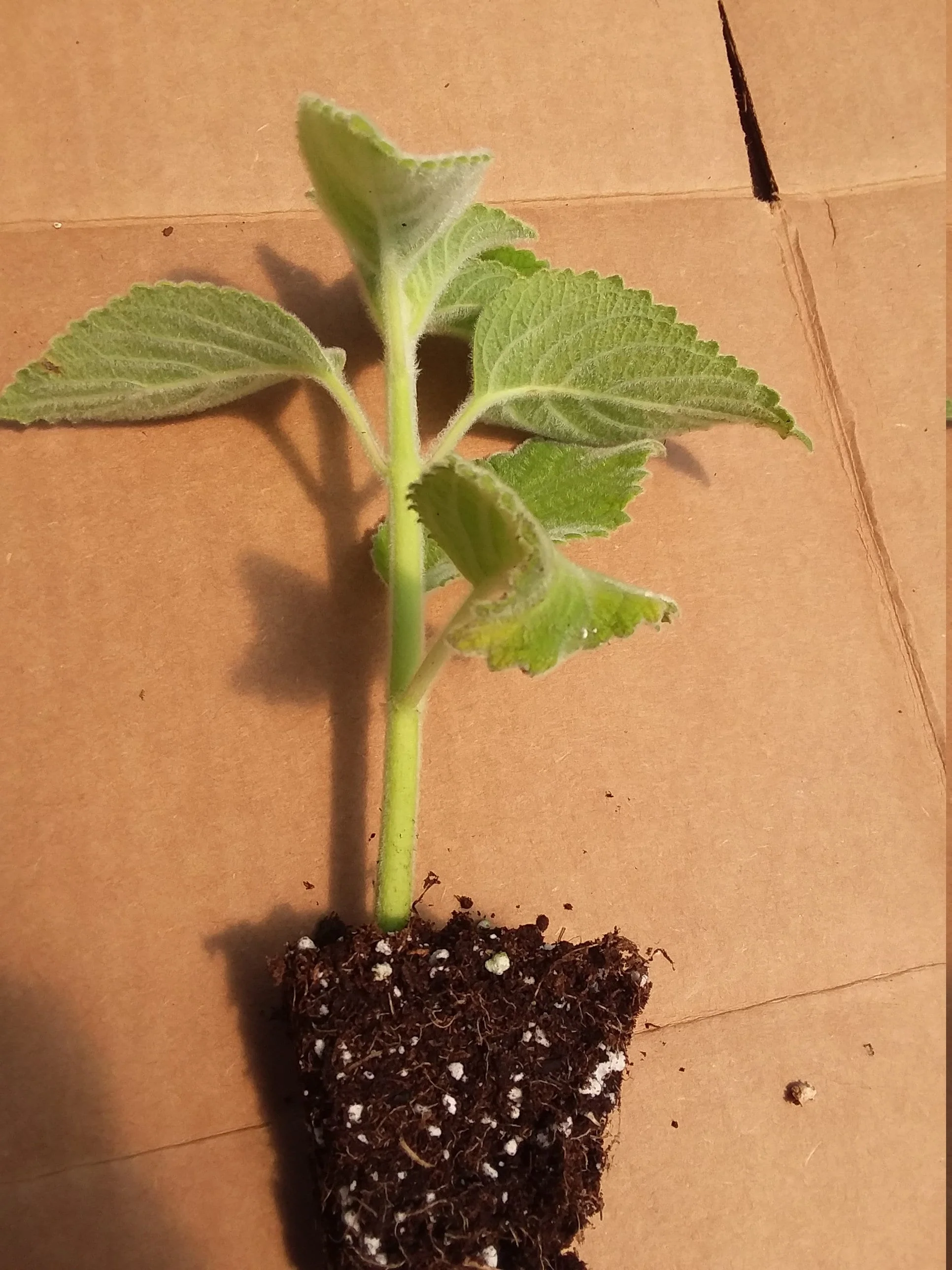 Plectranthes Lemon leaf - Image 3
