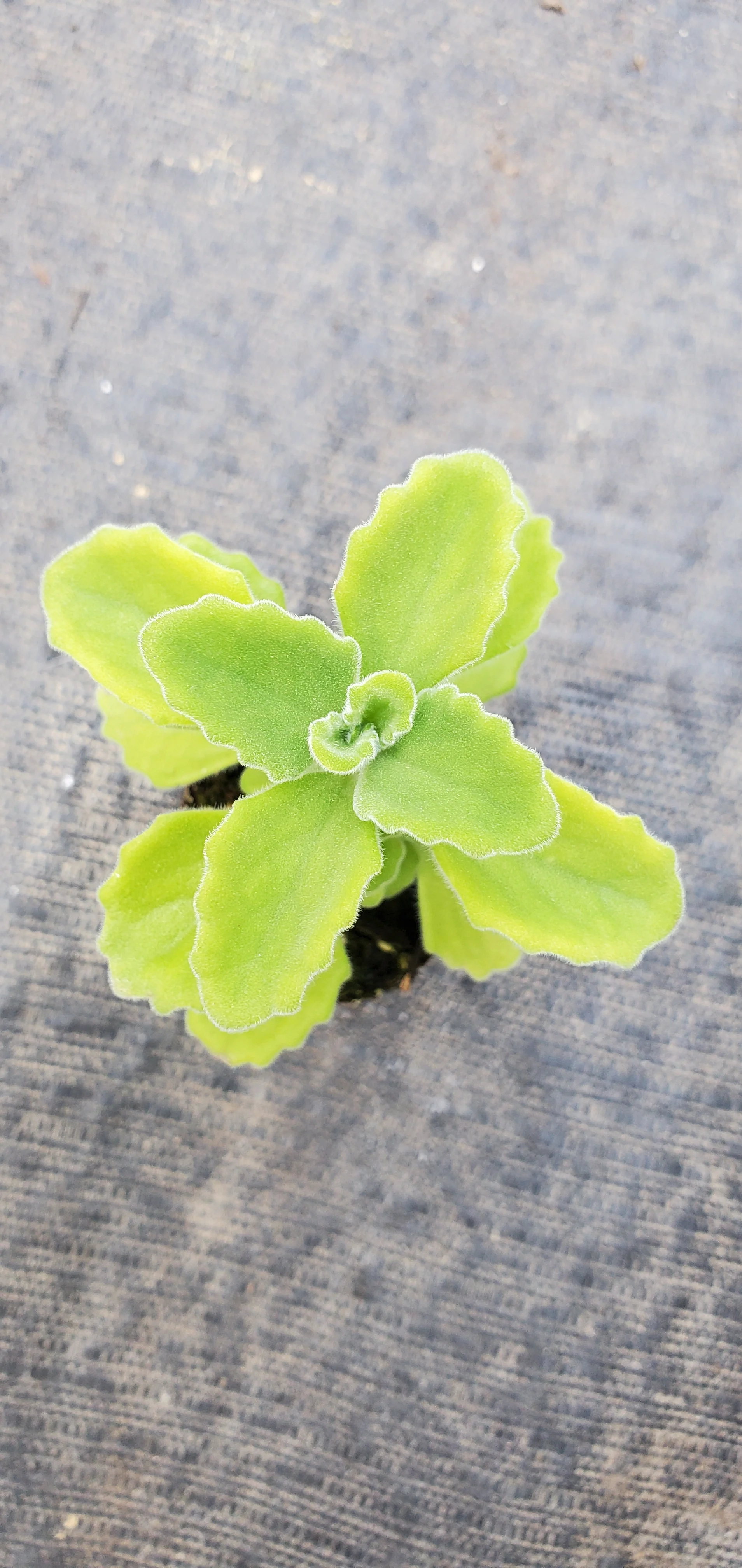 Plectranthus Menthol