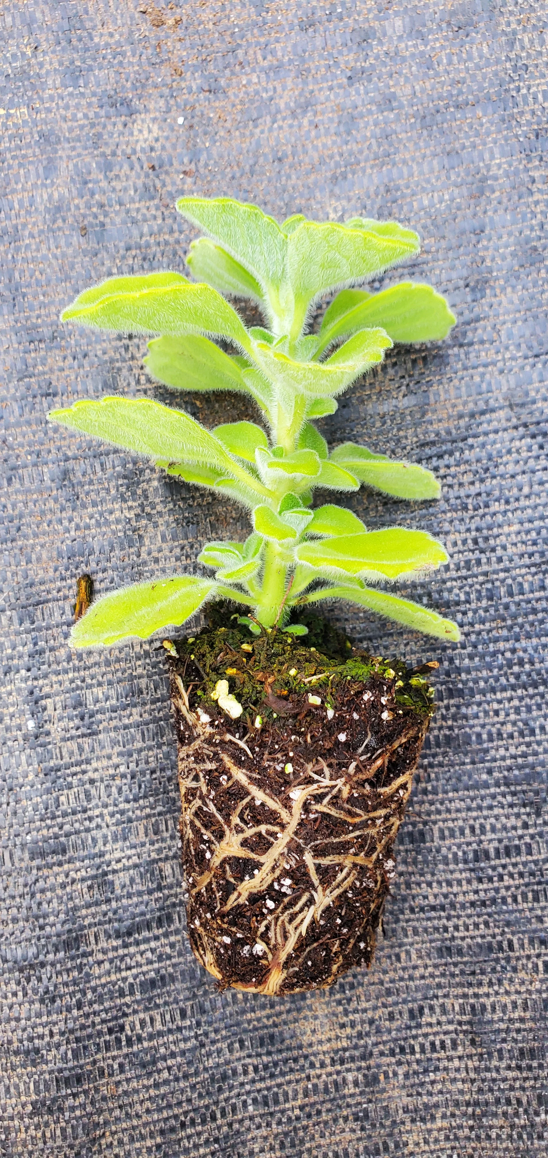 Plectranthus Menthol - Image 2