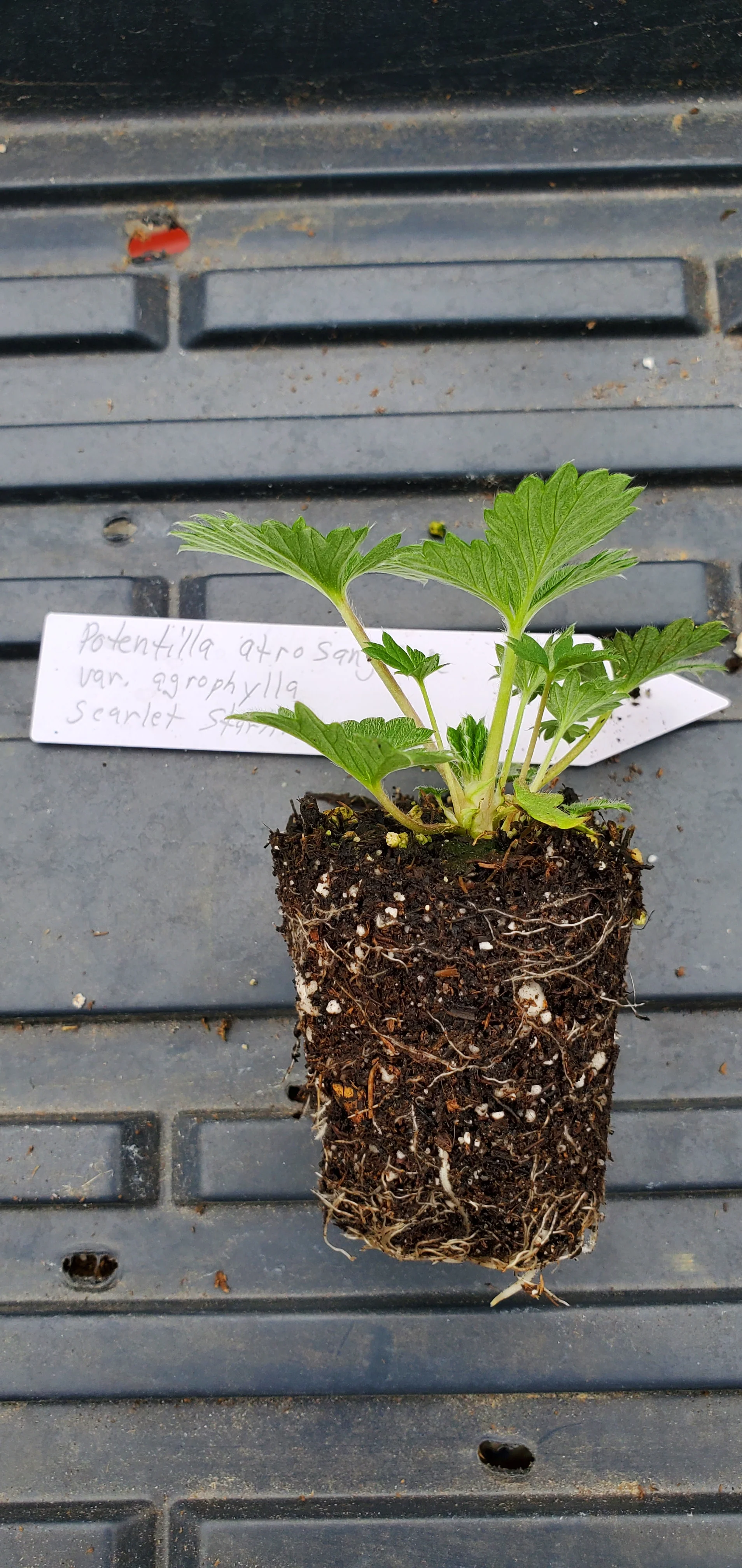 Potentilla Scarlet Starlit - Image 2