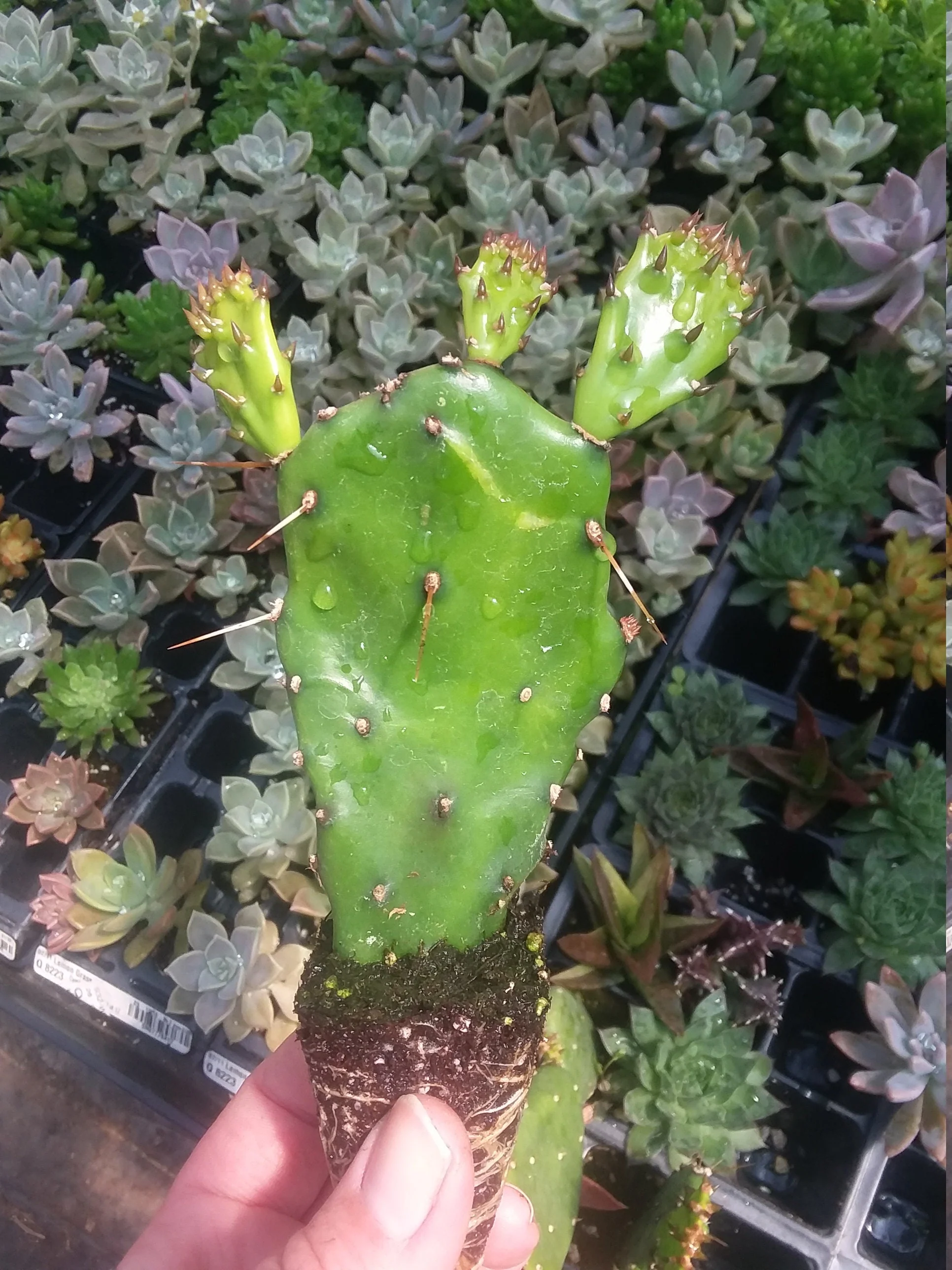 Prickly pear