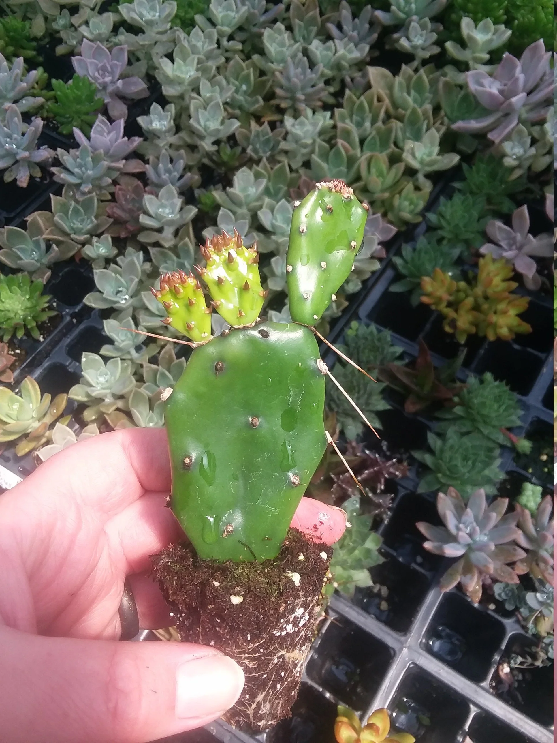 Prickly pear - Image 2