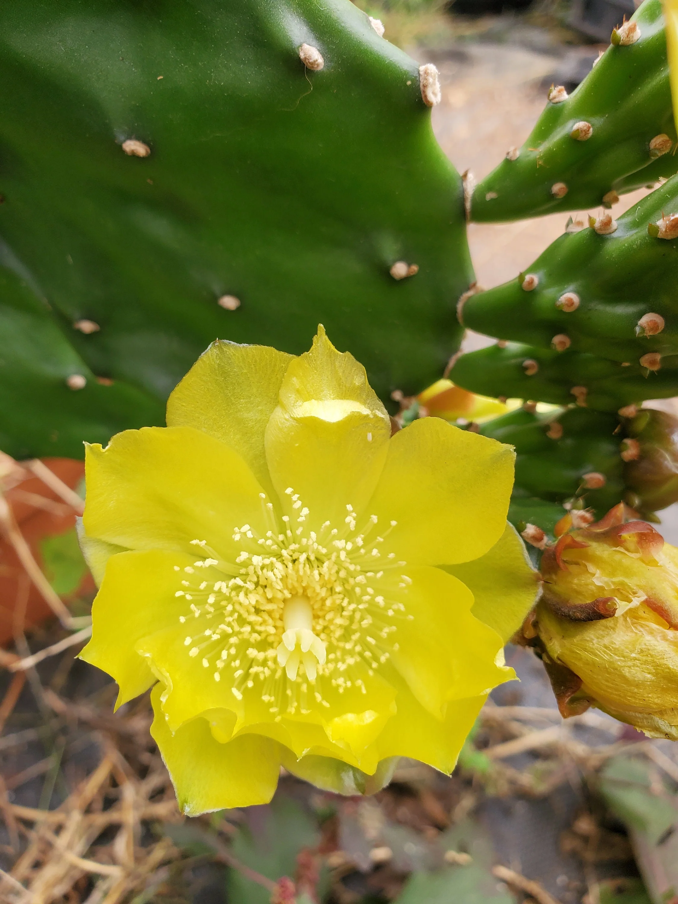 Prickly pear - Image 3