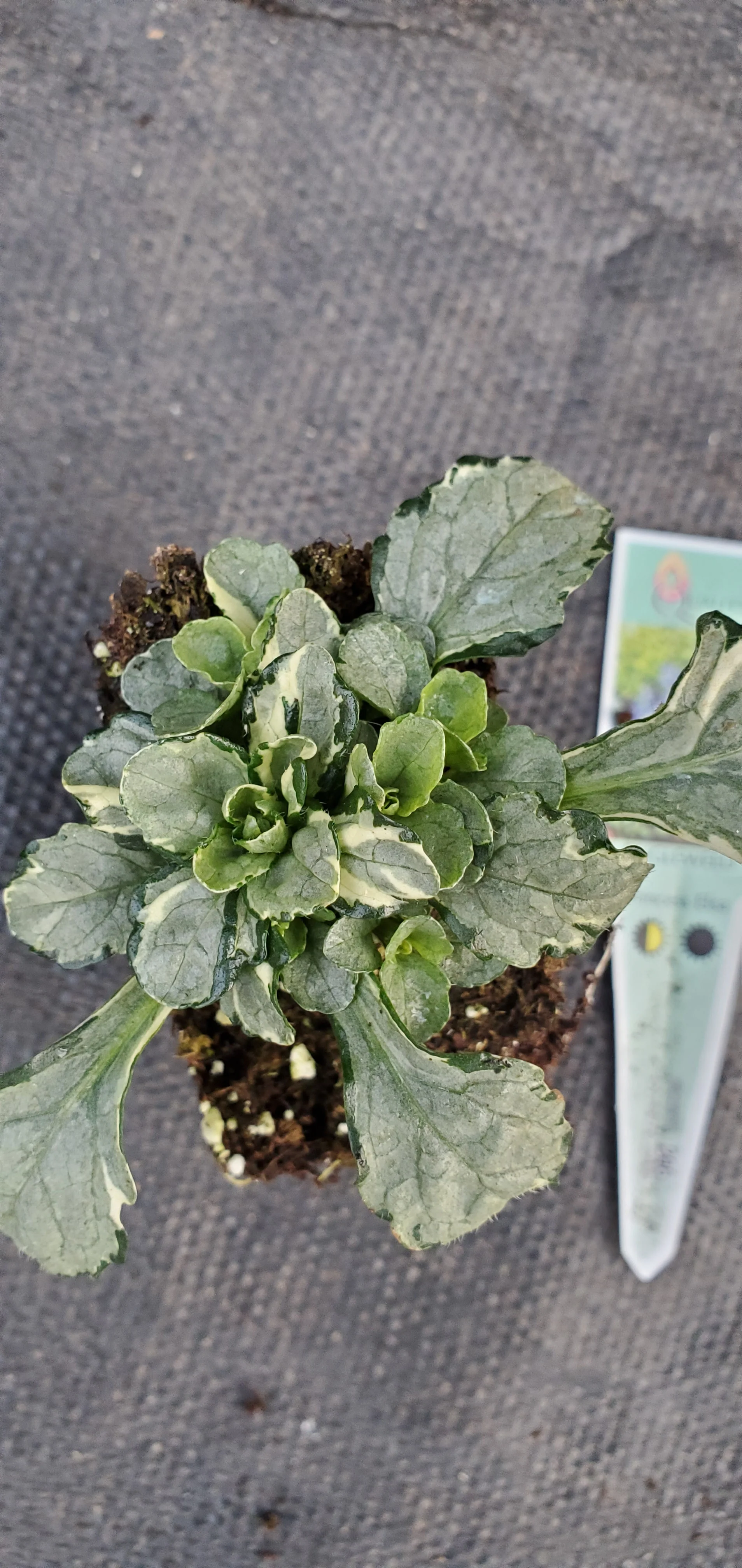 Princess Elsa ajuga reptans. Bugleweed - Image 3