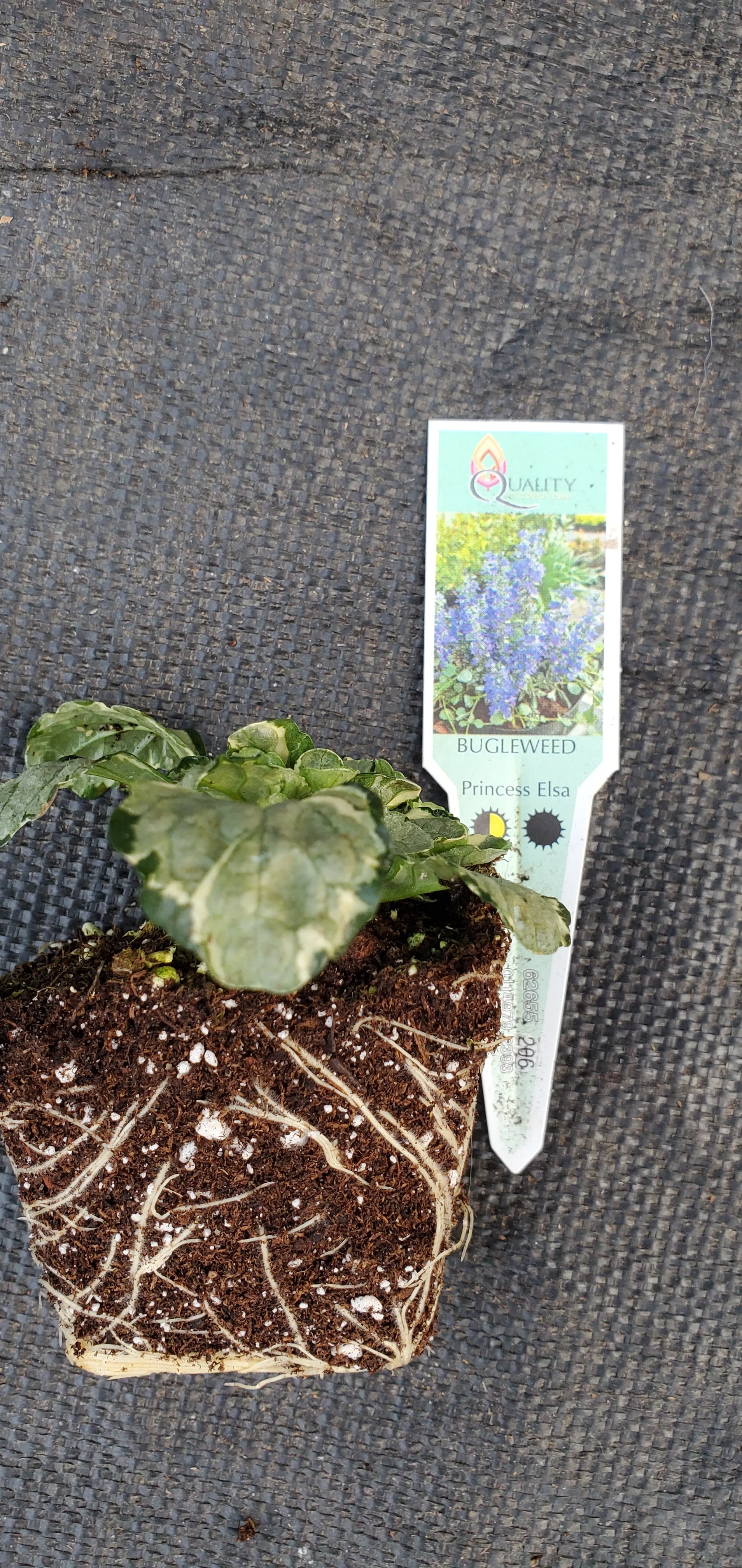 Princess Elsa ajuga reptans. Bugleweed - Image 4