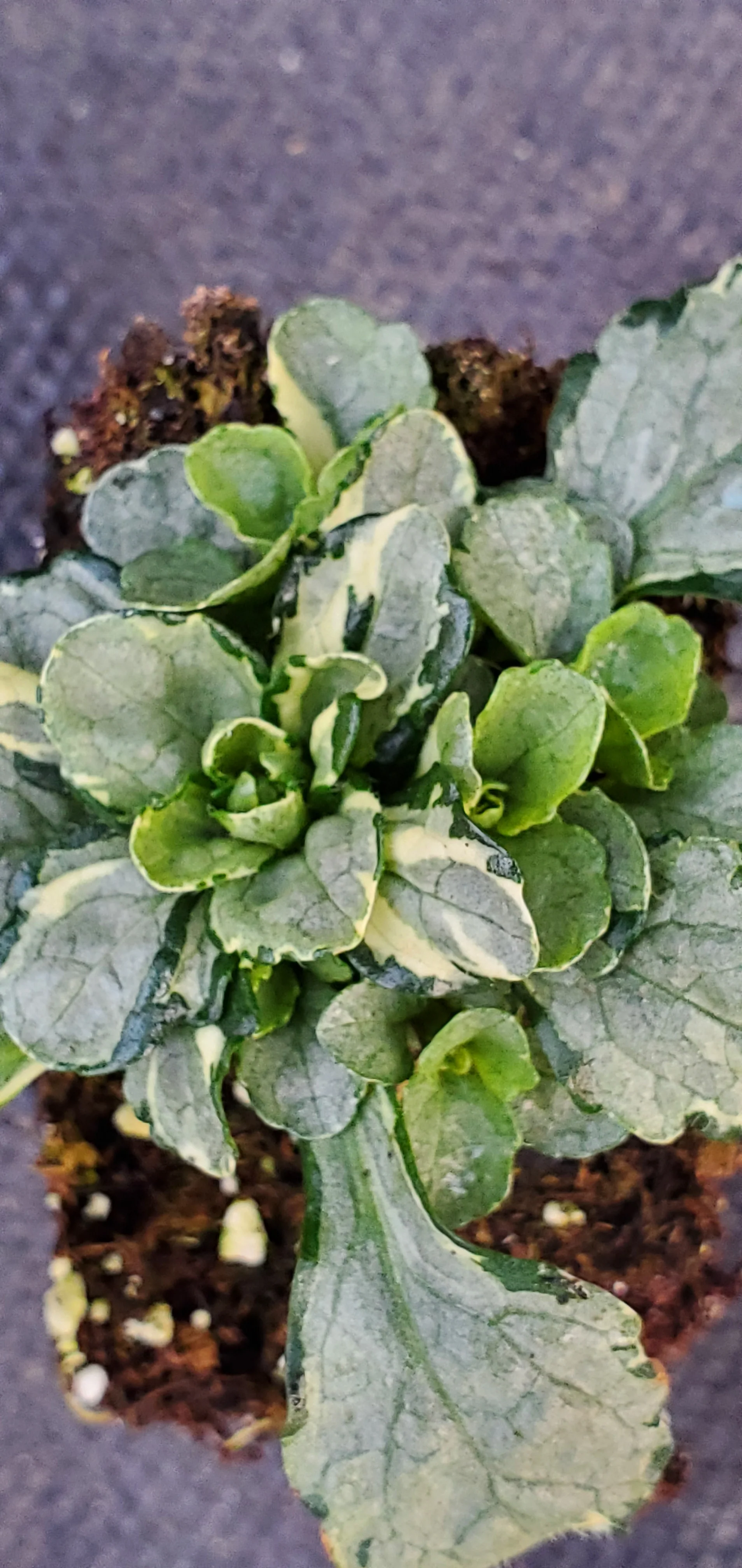 Princess Elsa ajuga reptans. Bugleweed - Image 5