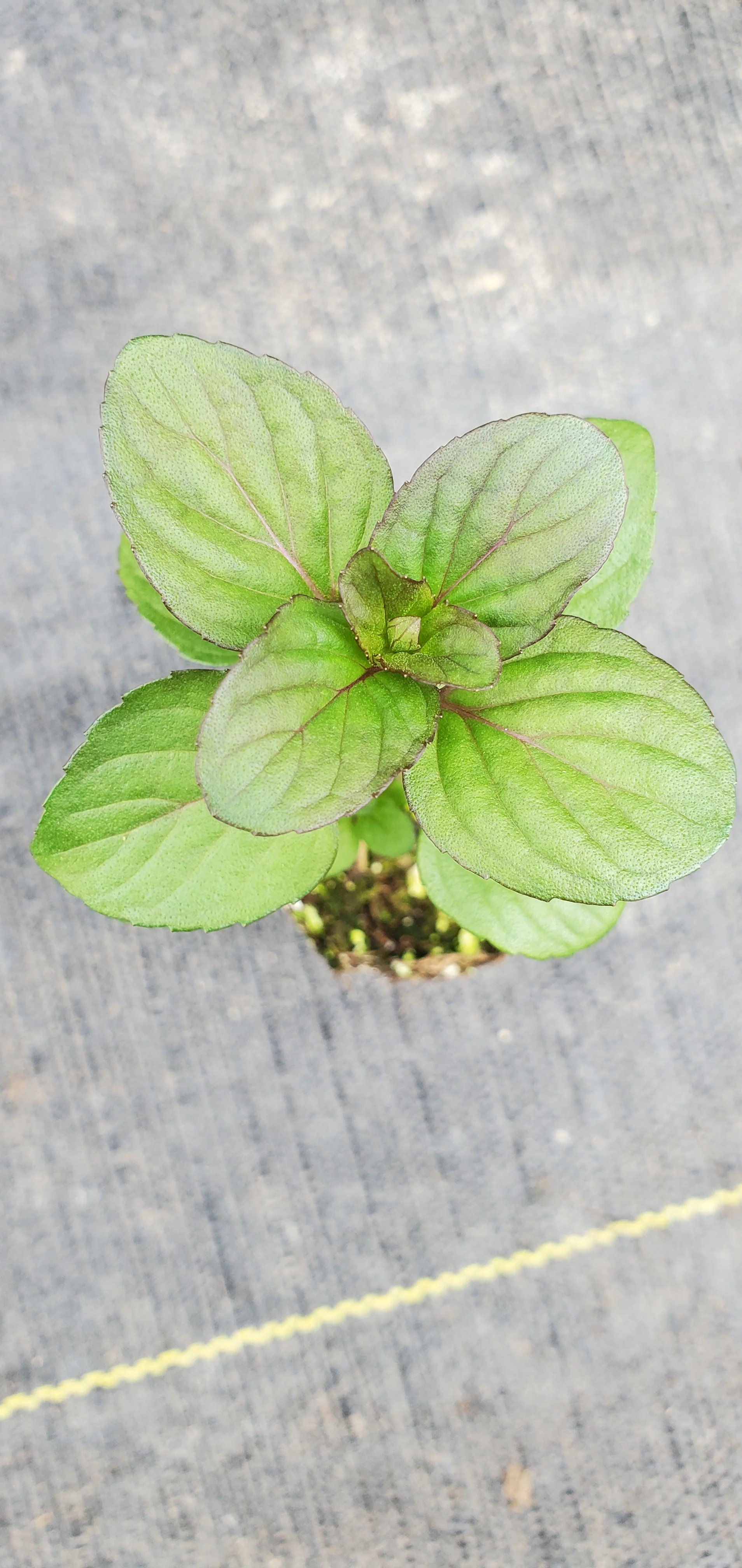 Red Mint mentha gentilis