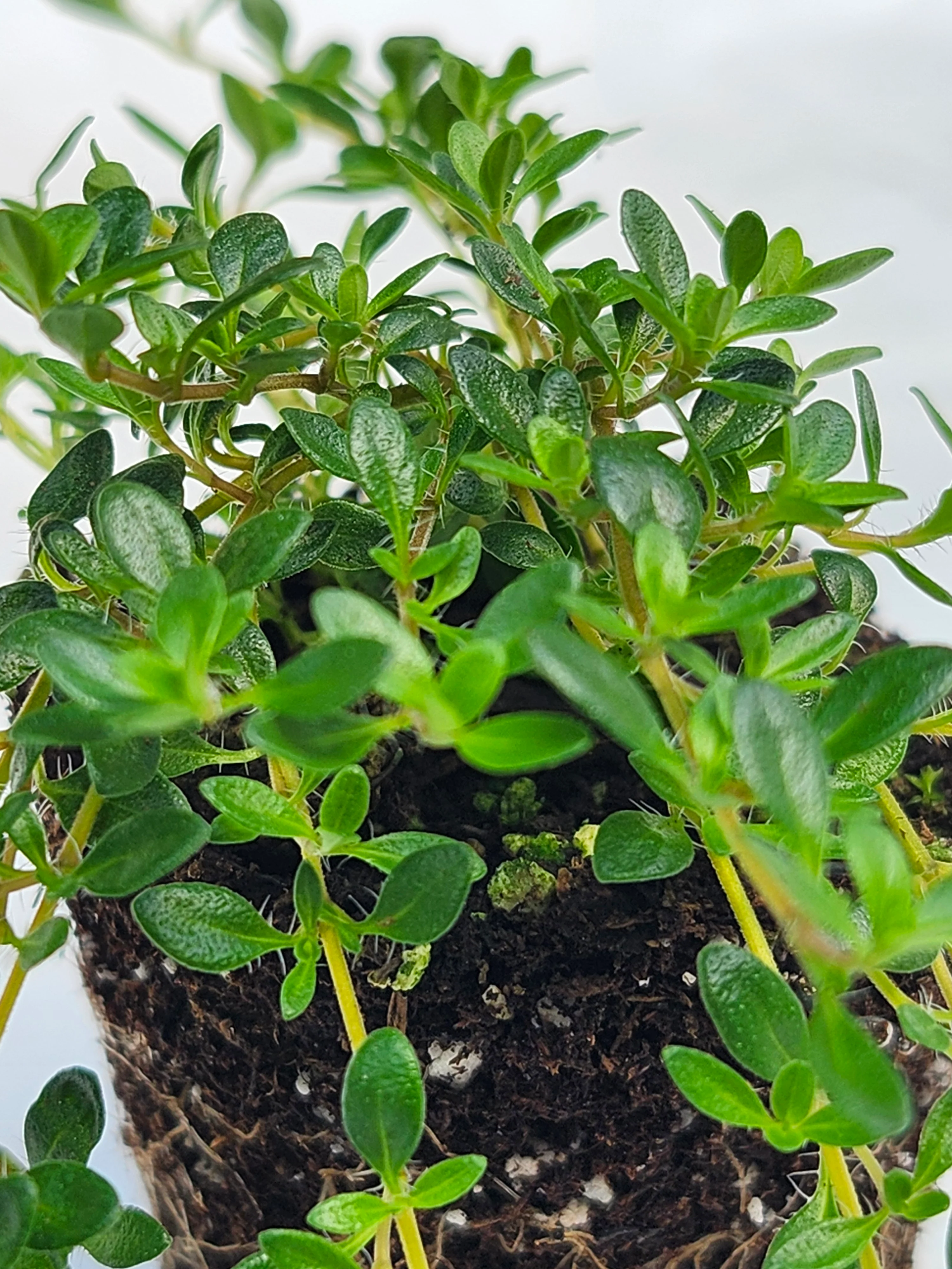 Reiters Thyme - Image 2