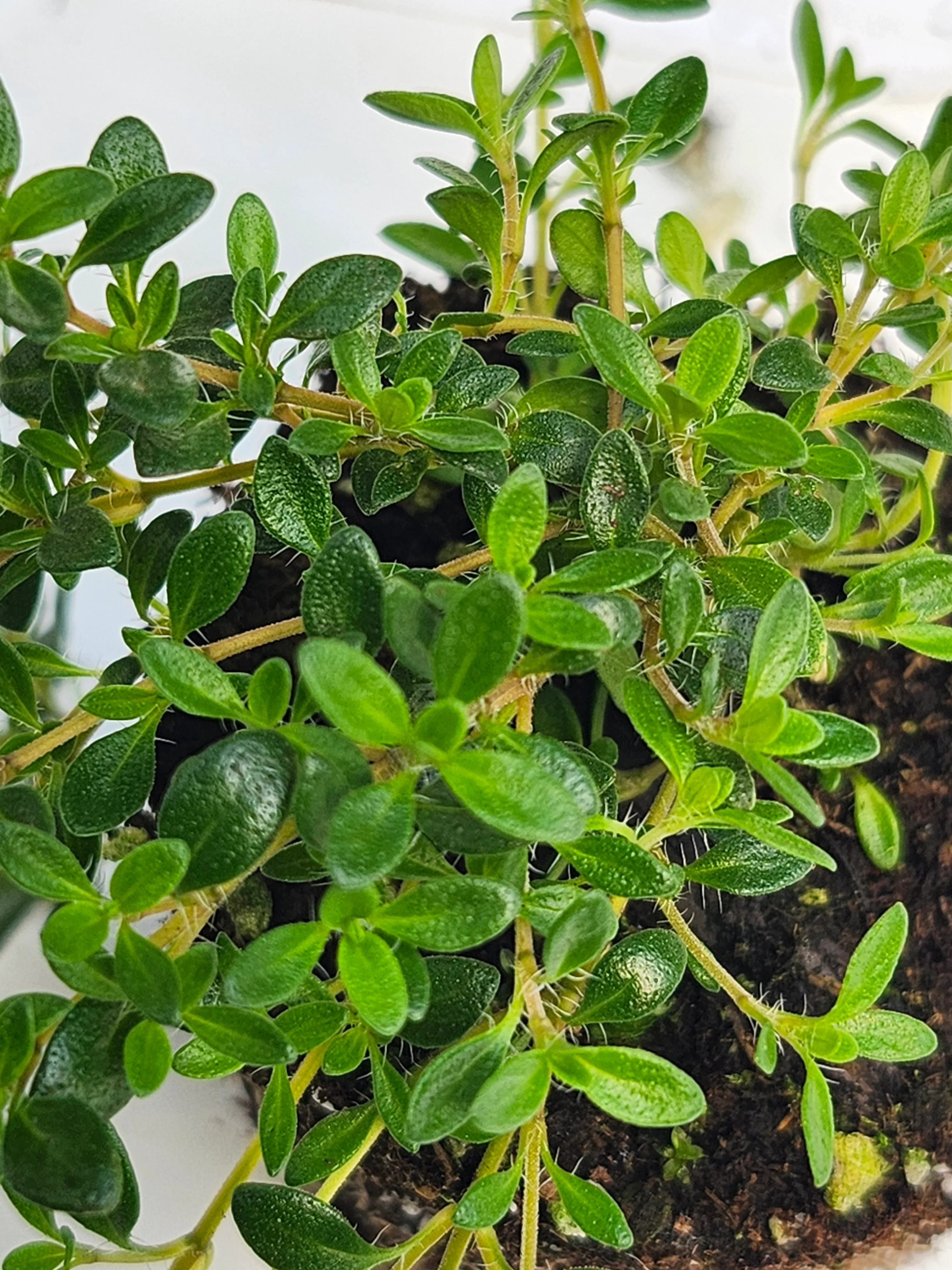 Reiters Thyme - Image 3