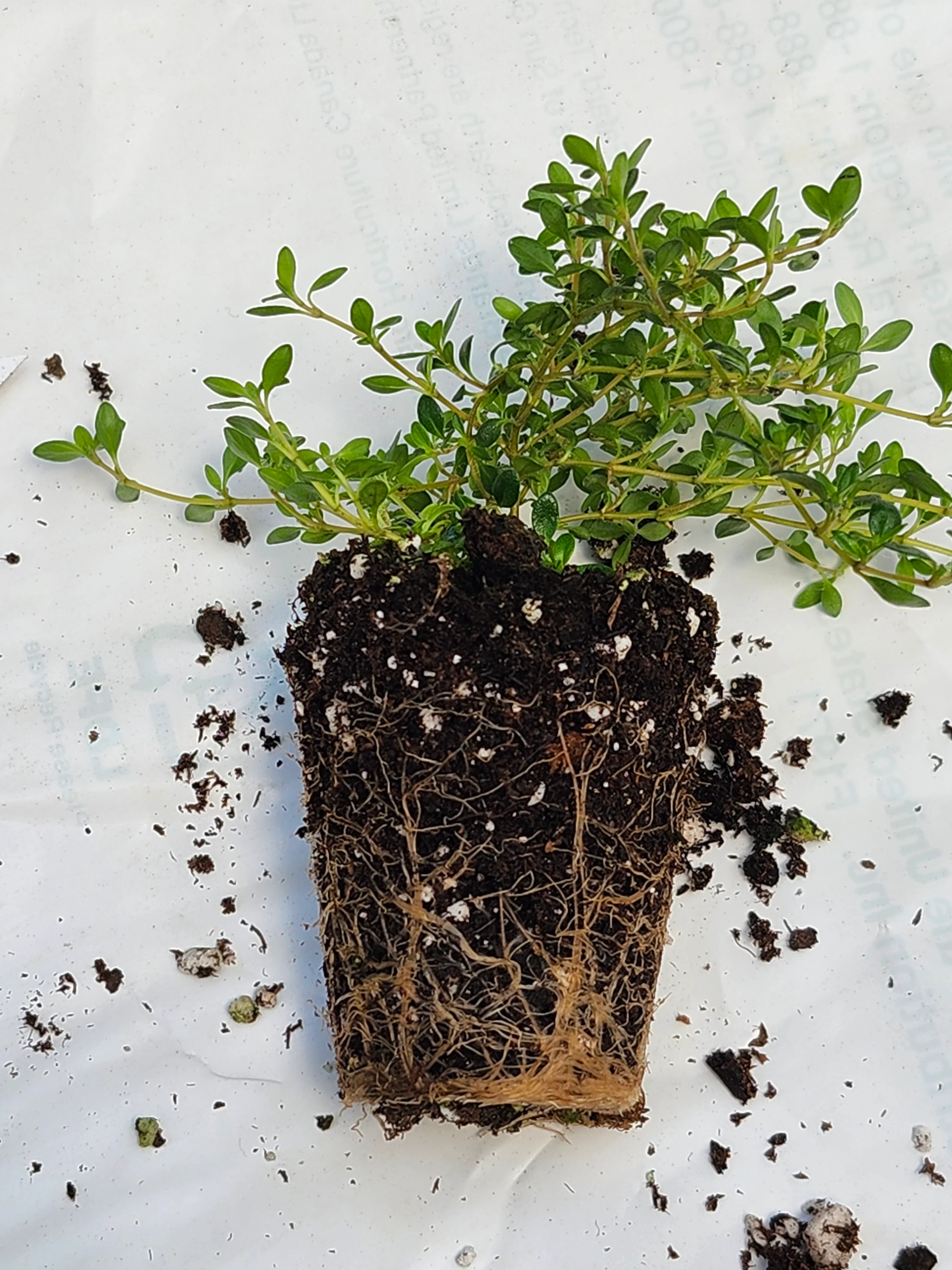 Reiters Thyme - Image 4