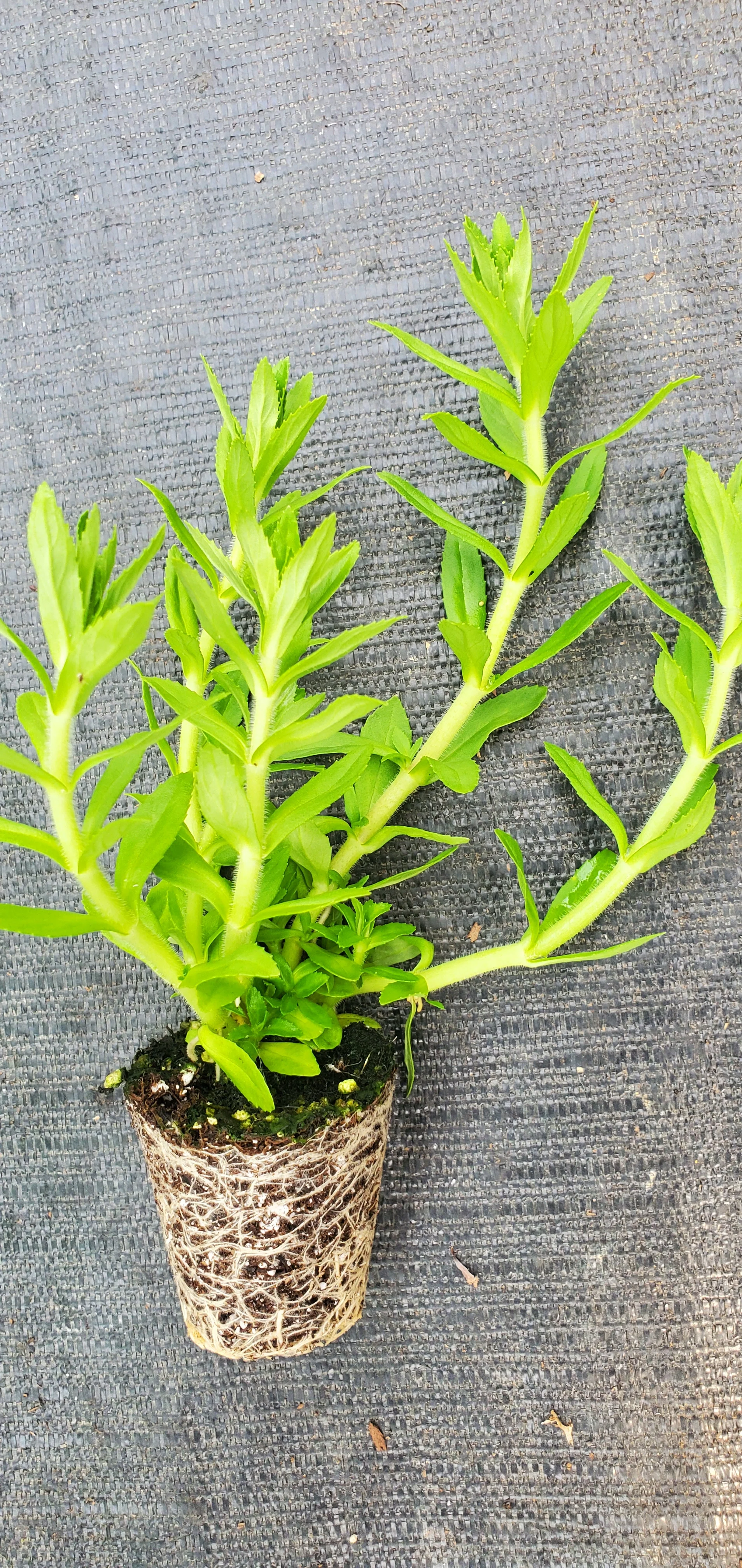 Rice Paddy Herb - Image 2