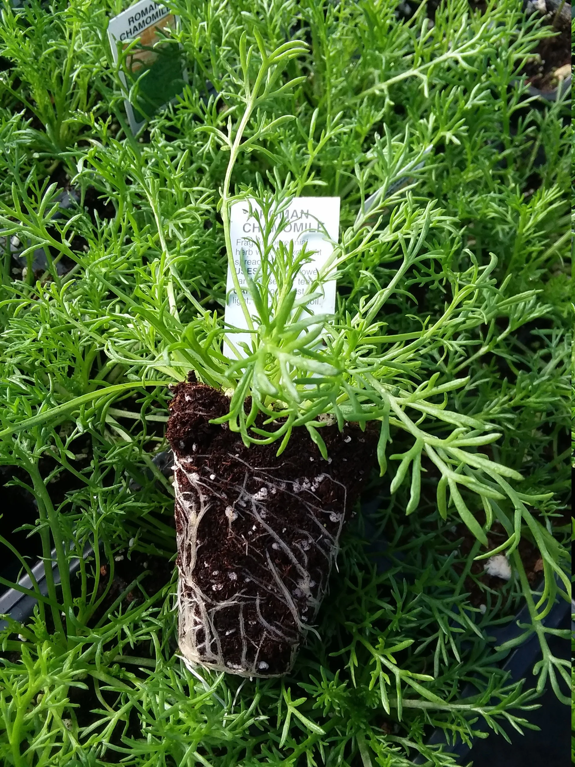 Roman Chamomile