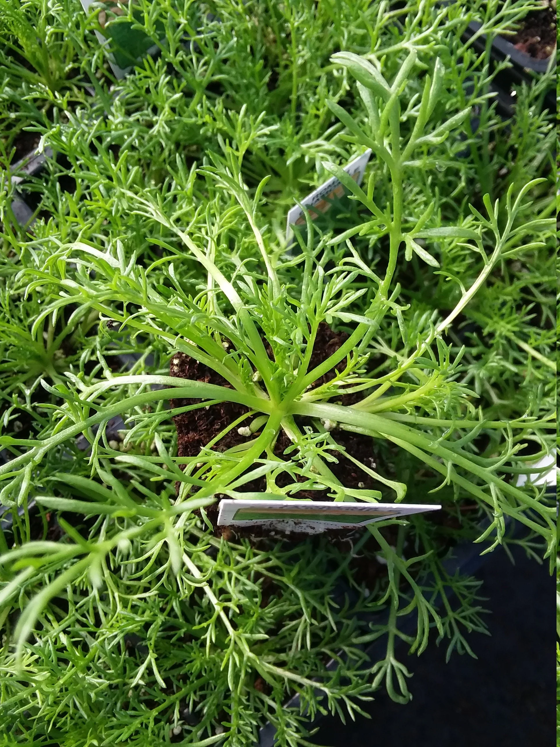 Roman Chamomile - Image 2