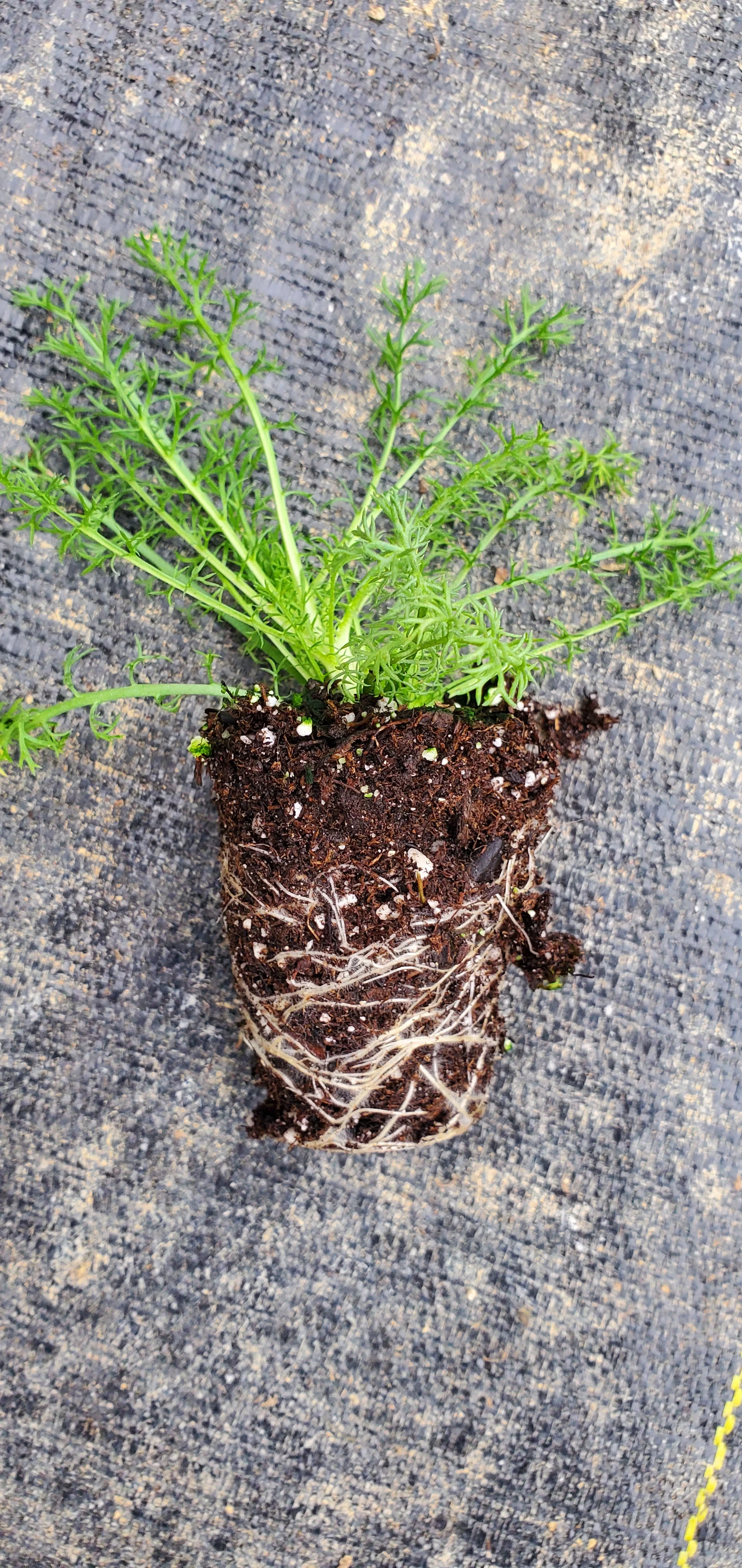 Roman Chamomile Treneague - Image 2