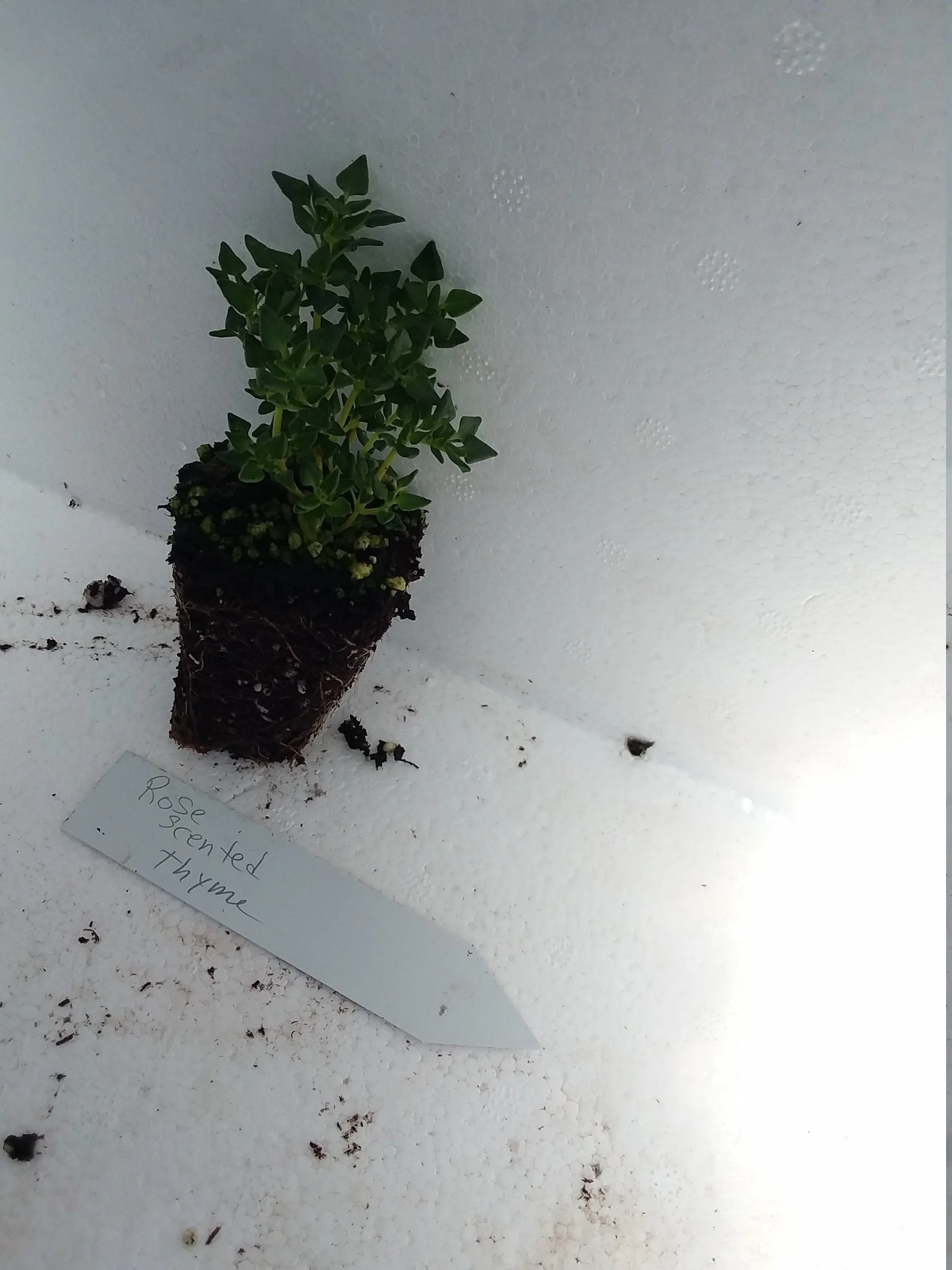Rose Scented Thyme - Image 3