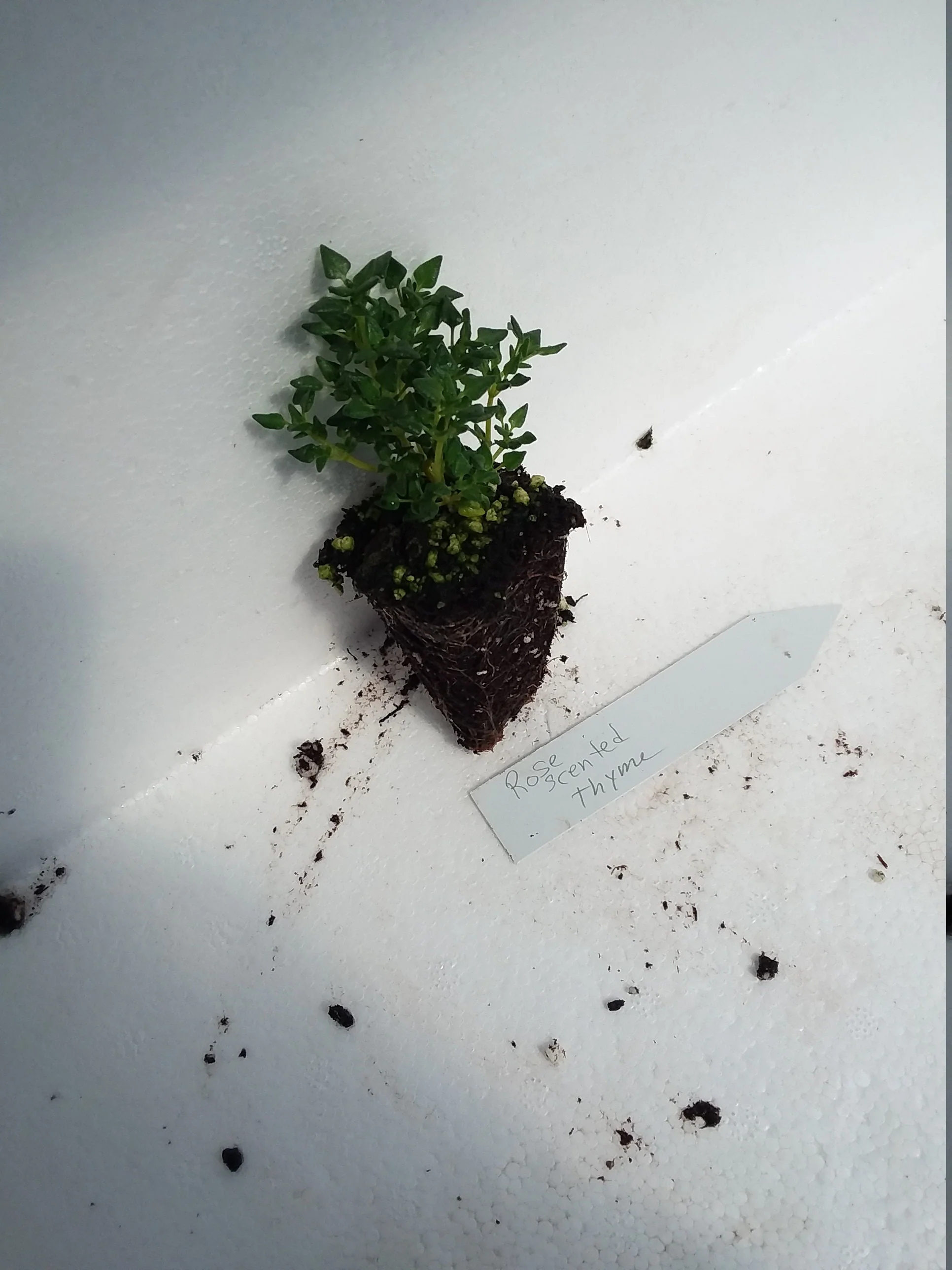 Rose Scented Thyme - Image 4