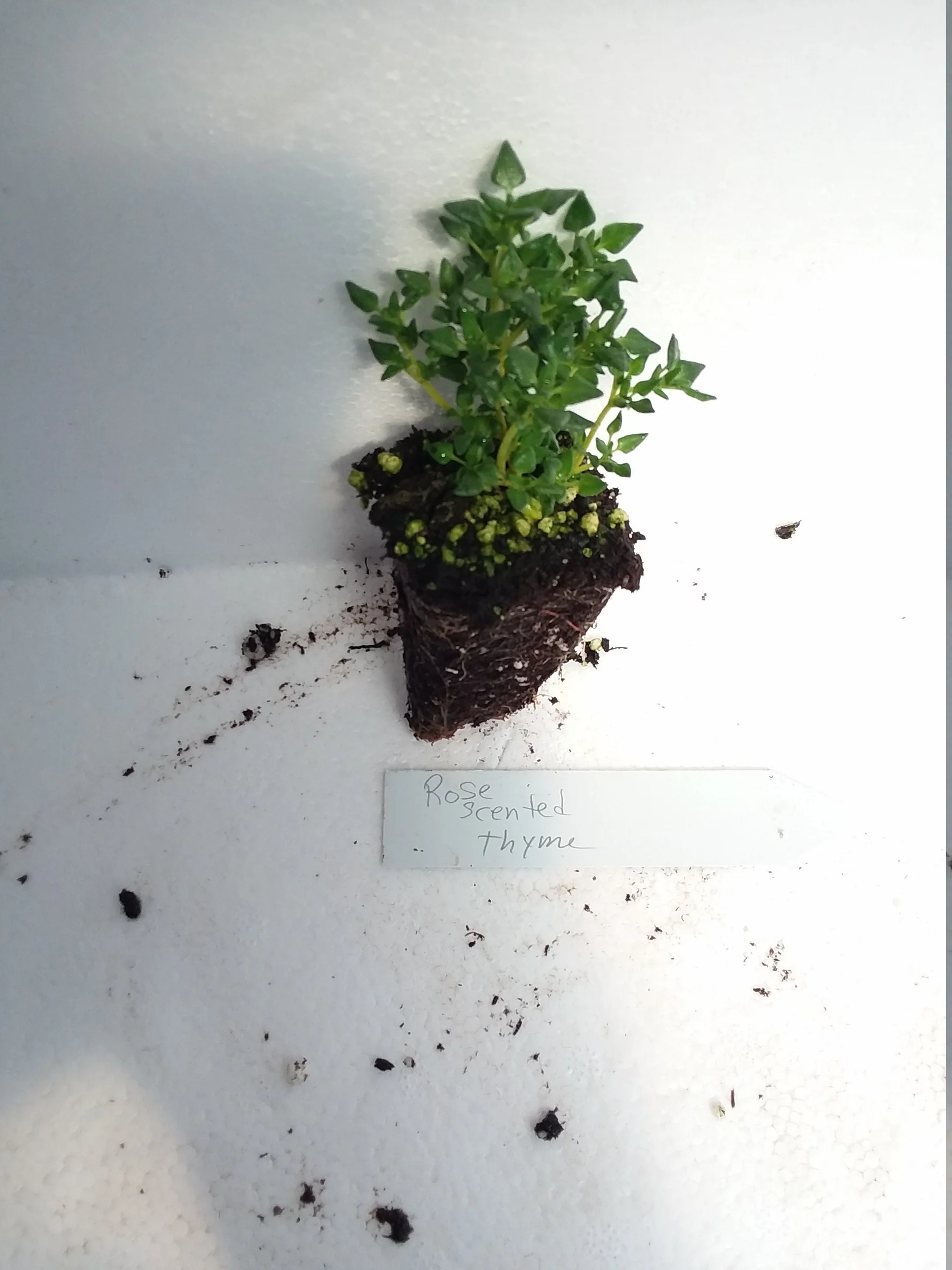 Rose Scented Thyme - Image 5