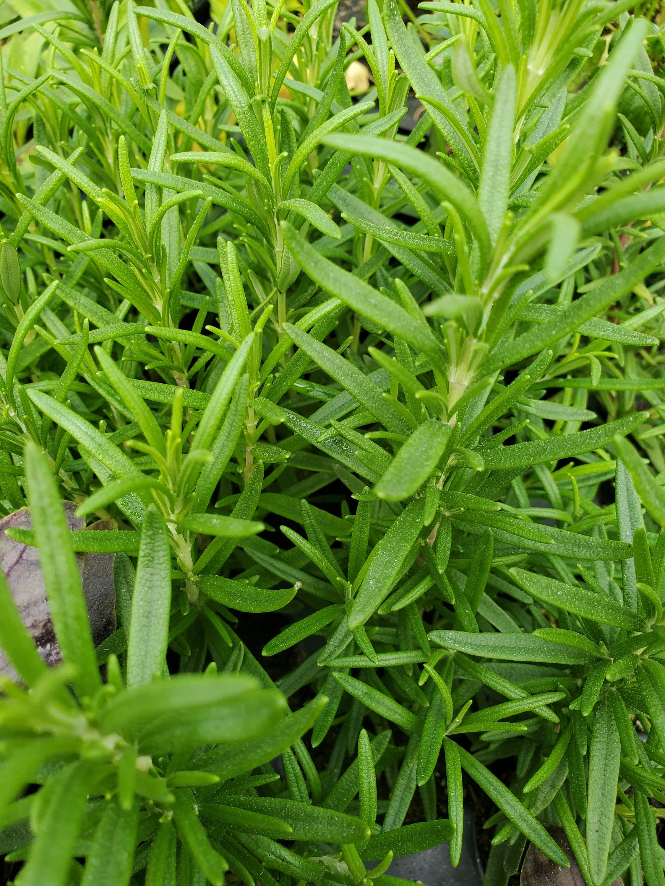 Rosemary Abraxus