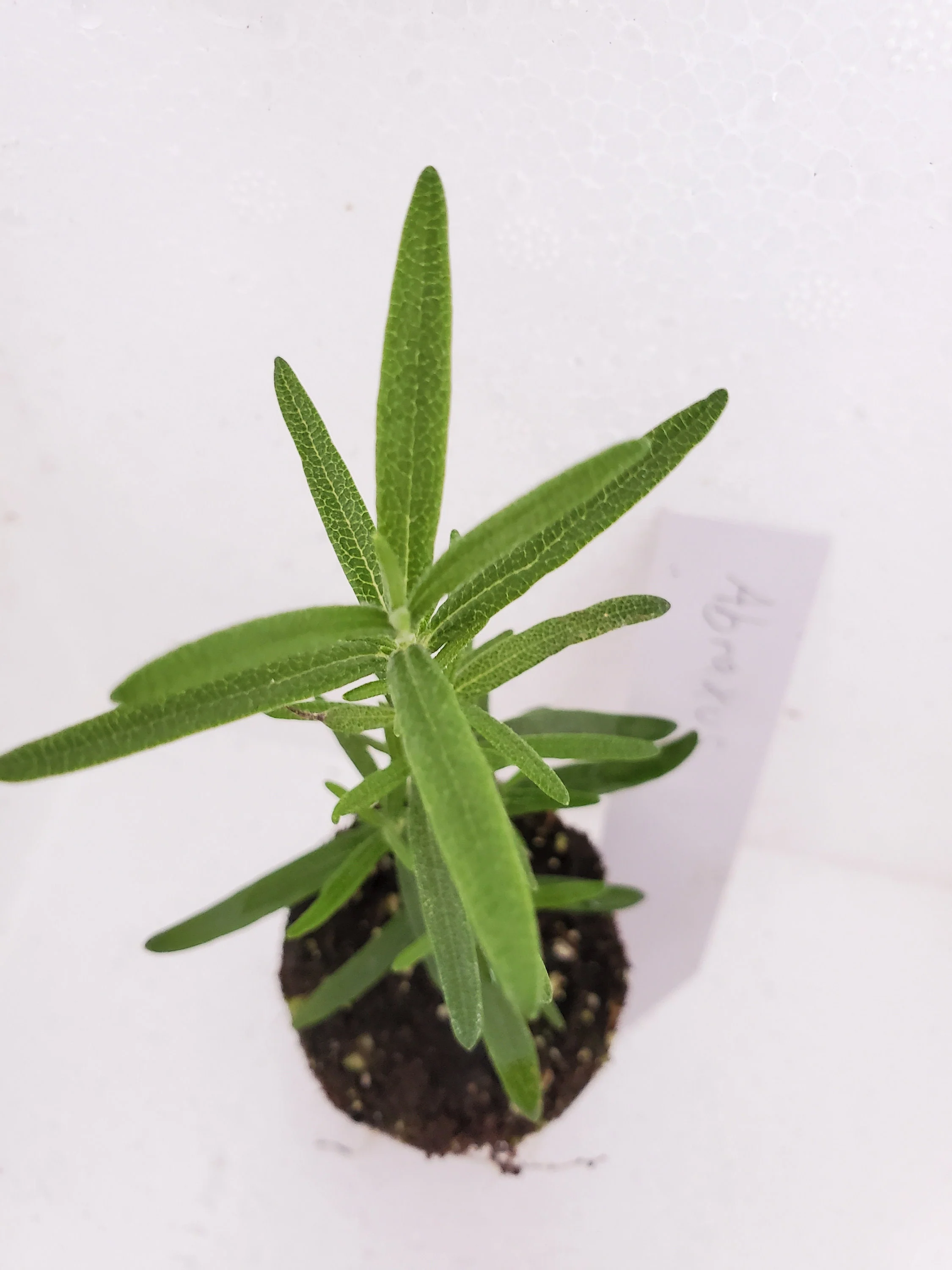 Rosemary Abraxus - Image 2