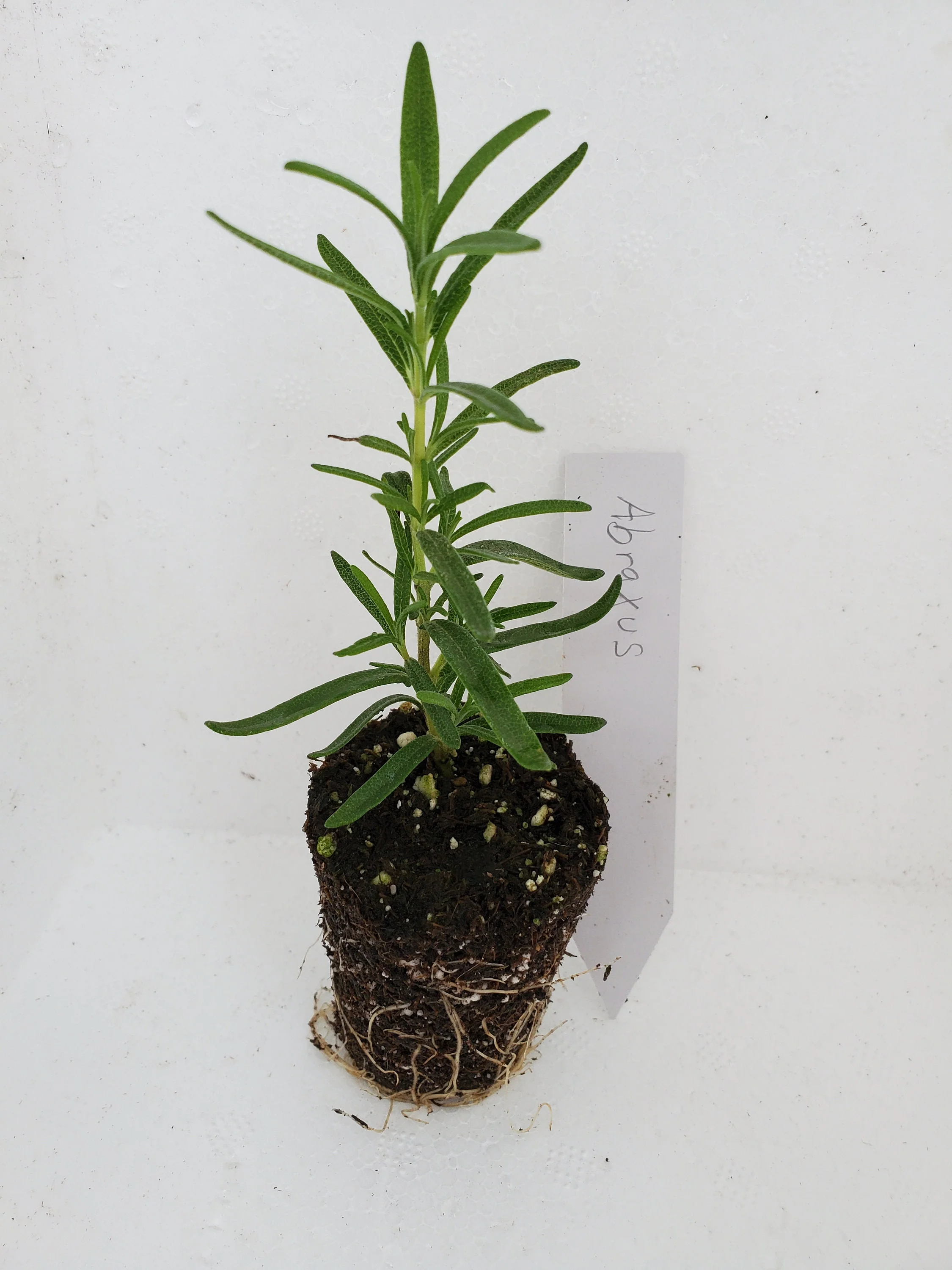 Rosemary Abraxus - Image 3