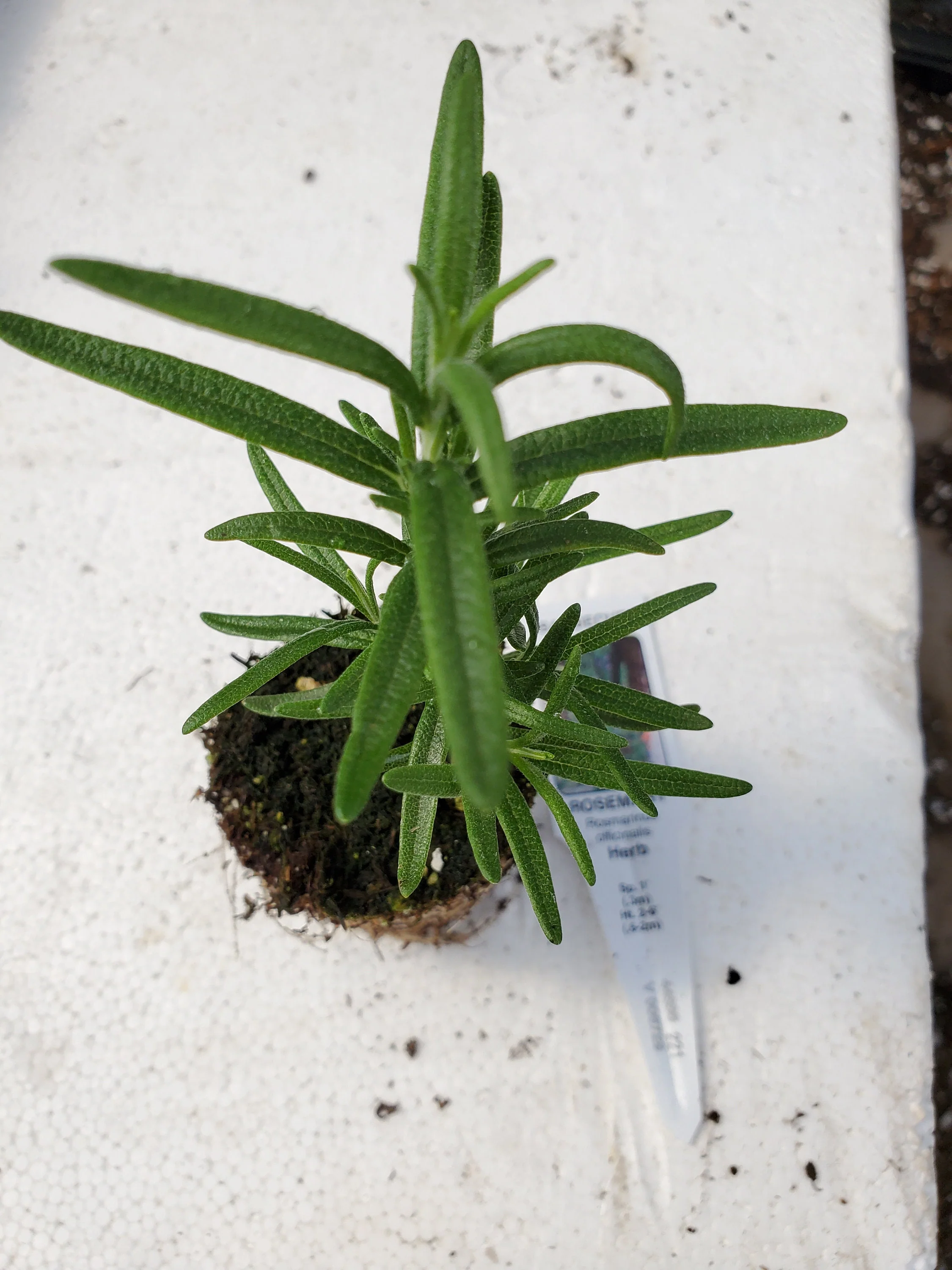Rosemary Barbecue