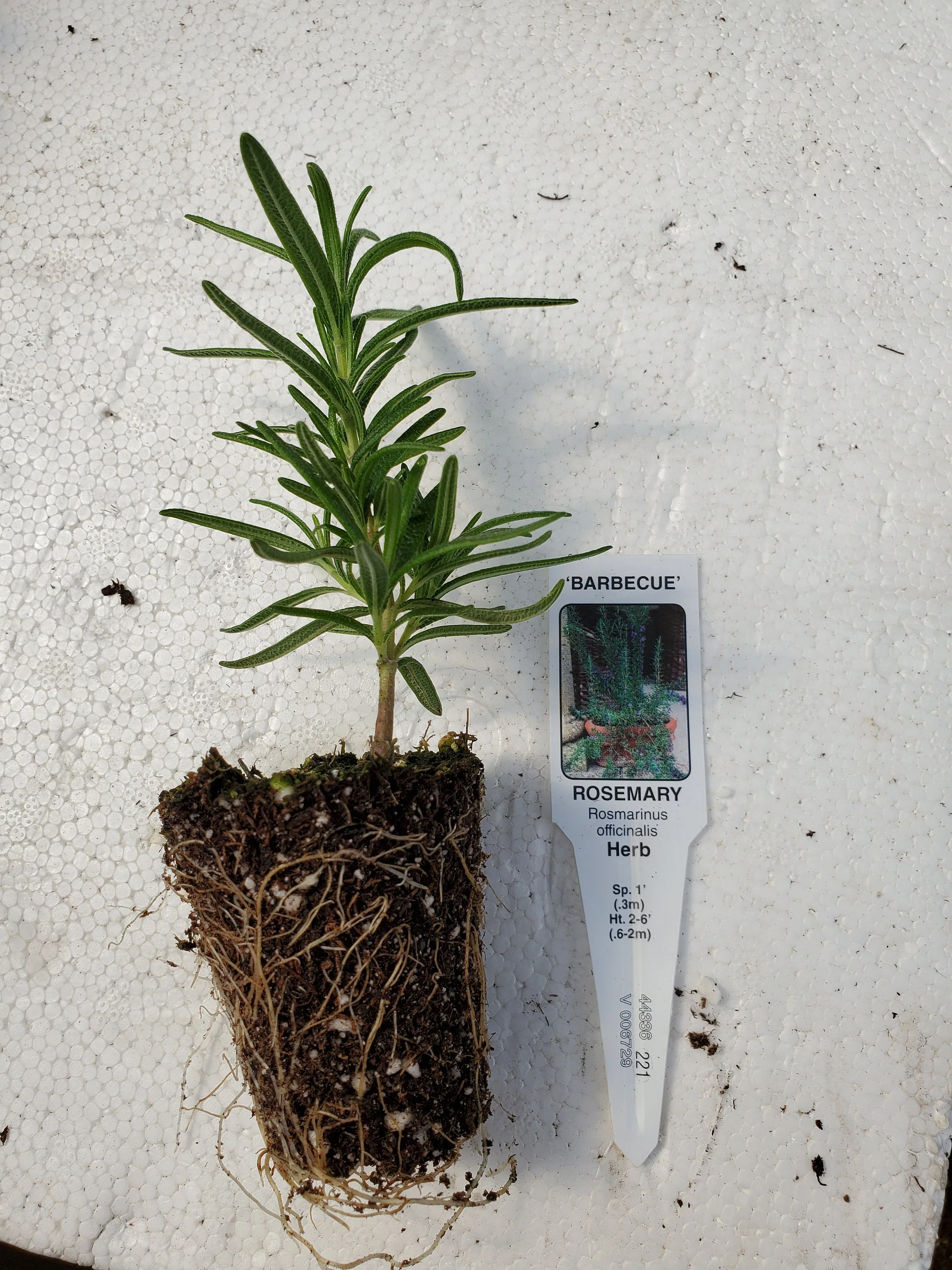 Rosemary Barbecue - Image 2