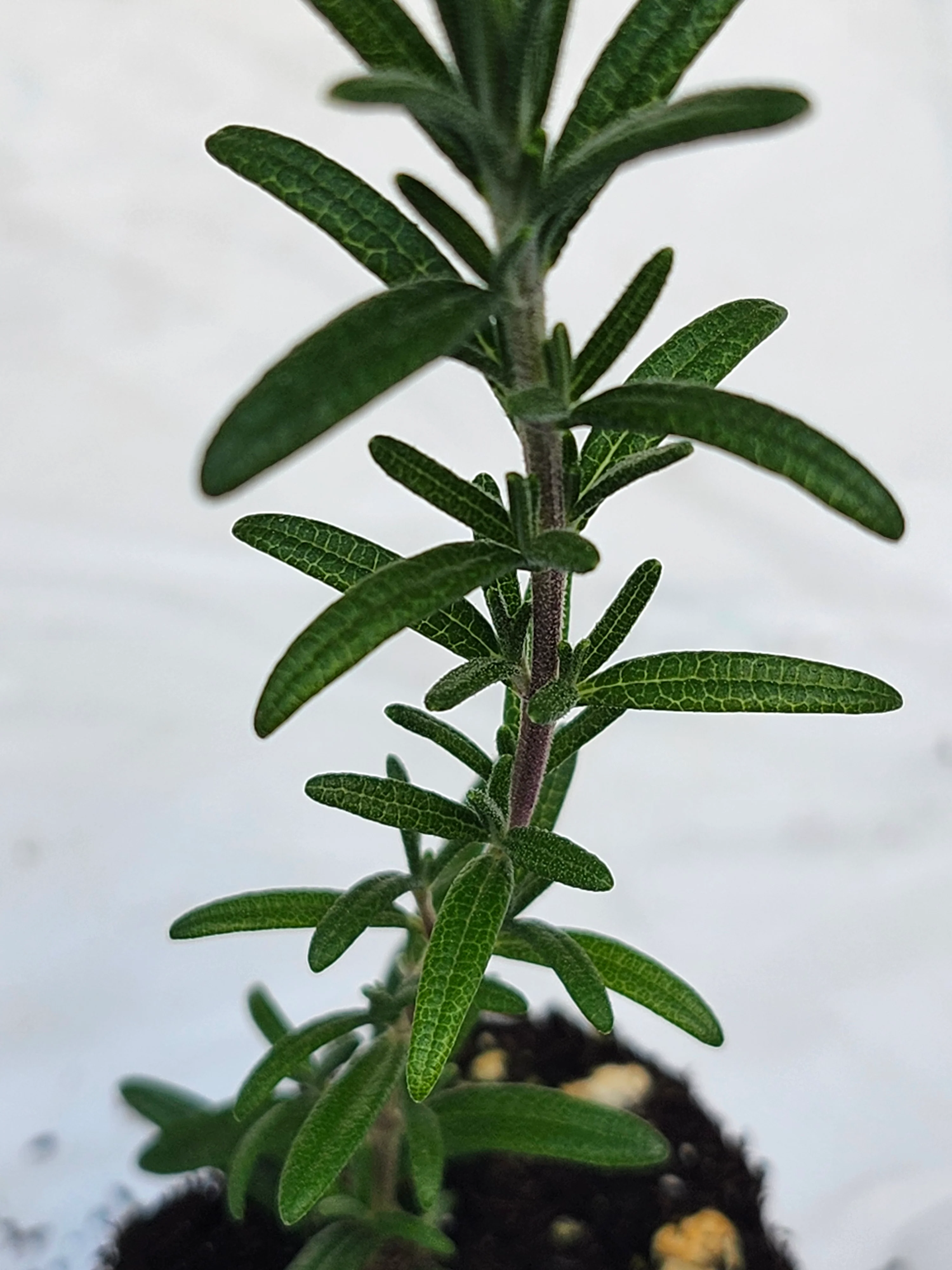 Rosemary Blue Cascade - Image 2