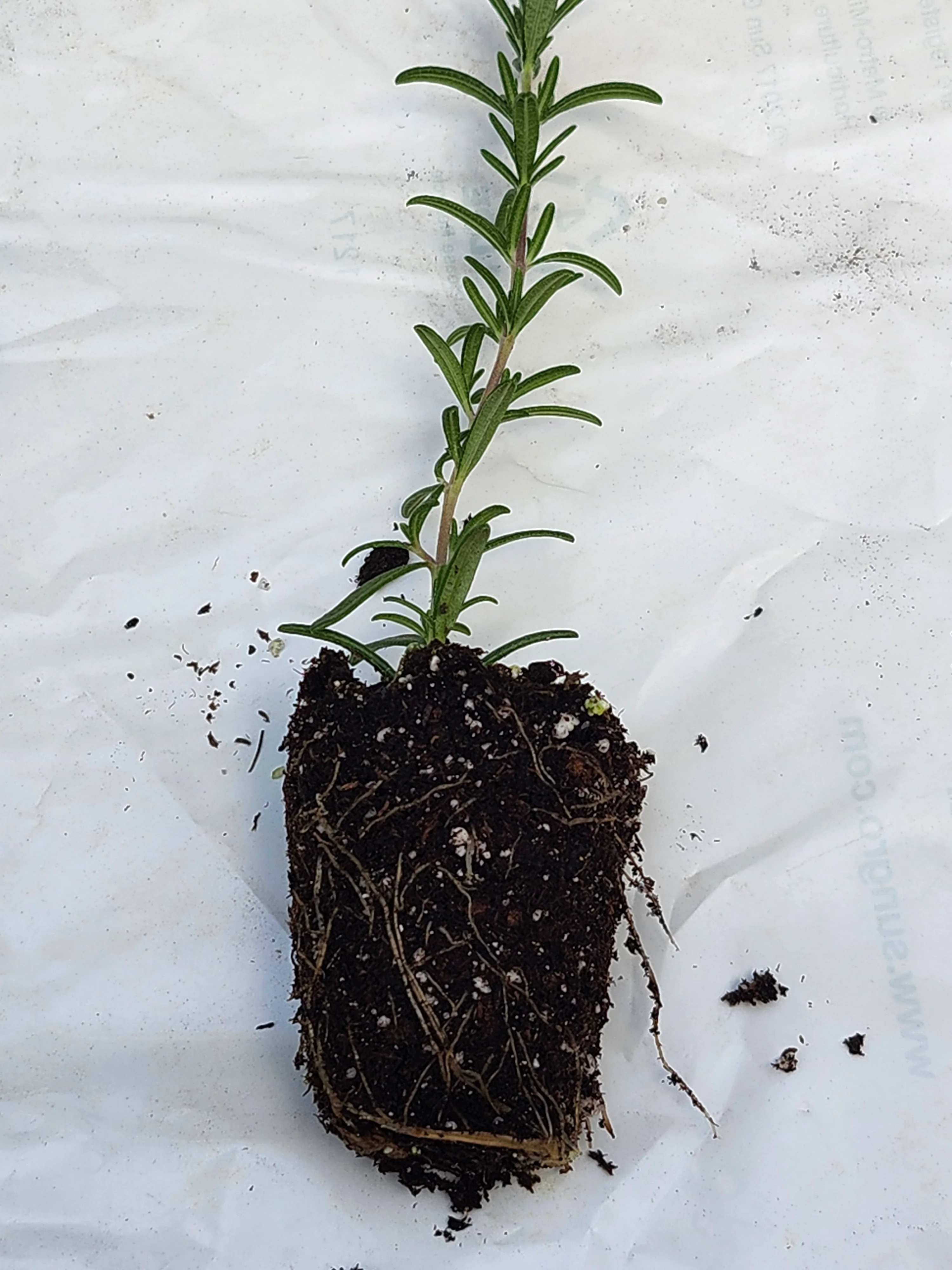 Rosemary Blue Cascade - Image 3
