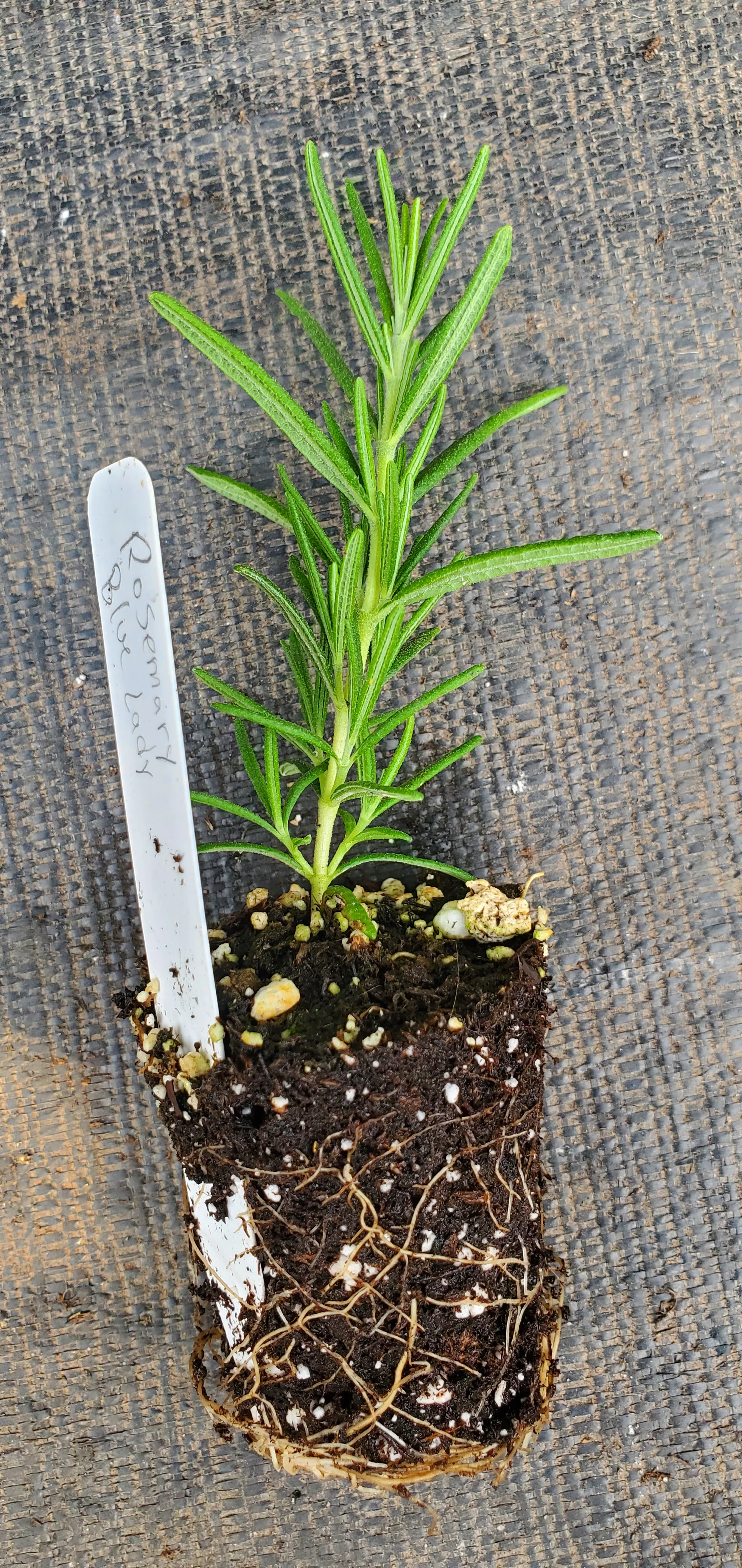 Rosemary Blue Lady - Image 2
