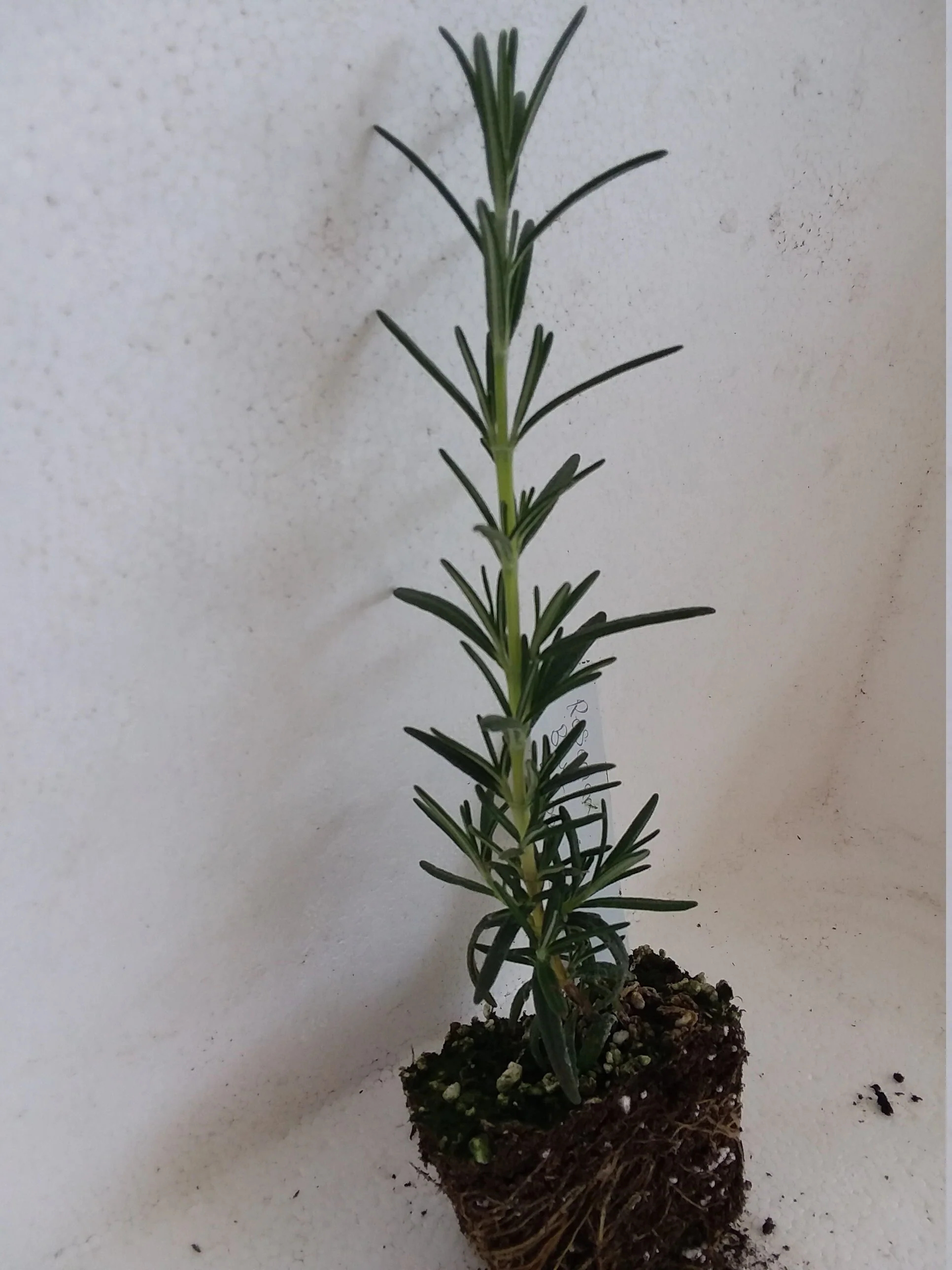 Rosemary Blue Lagoon - Image 2