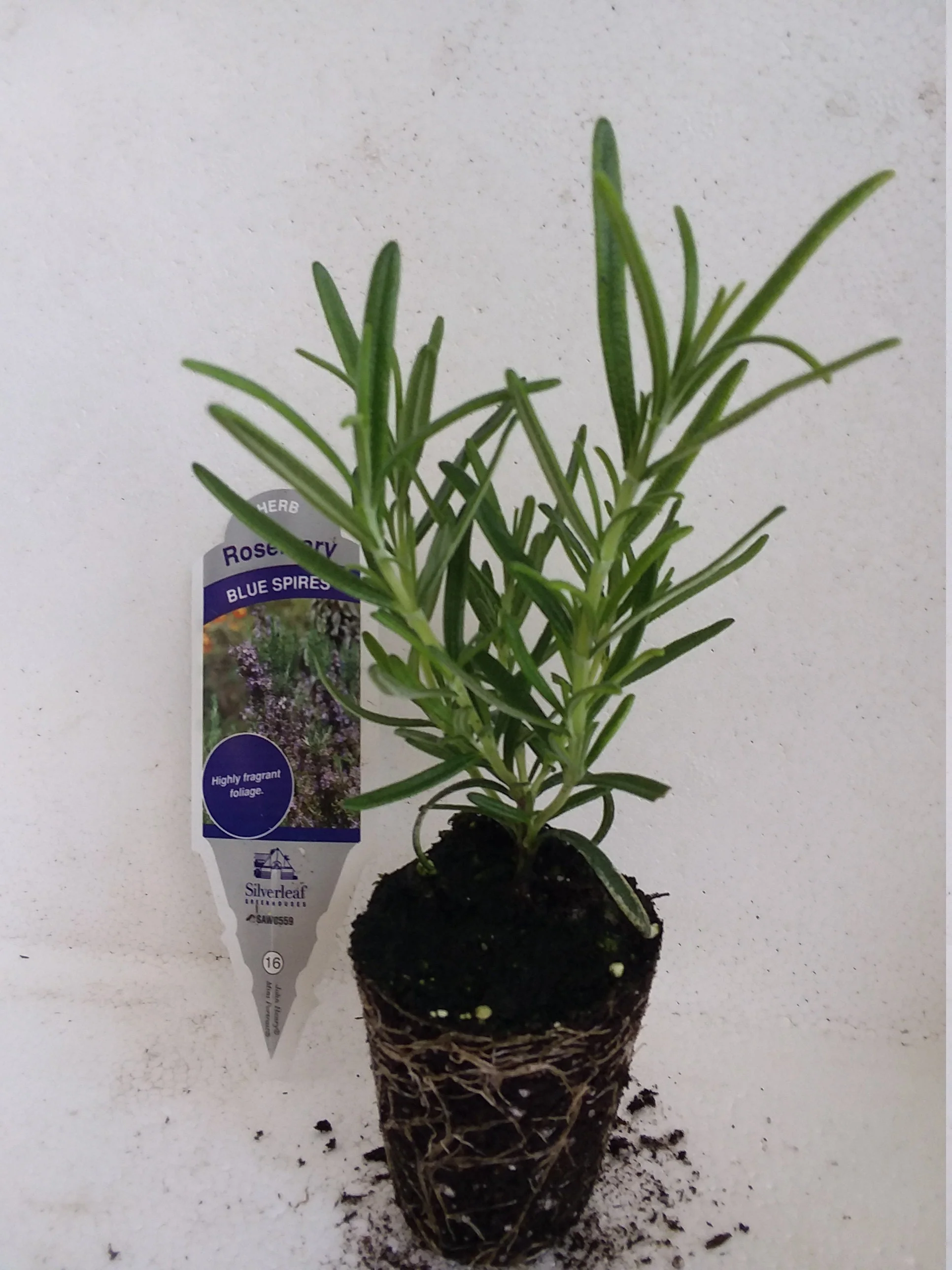 Rosemary Blue Spires - Image 3