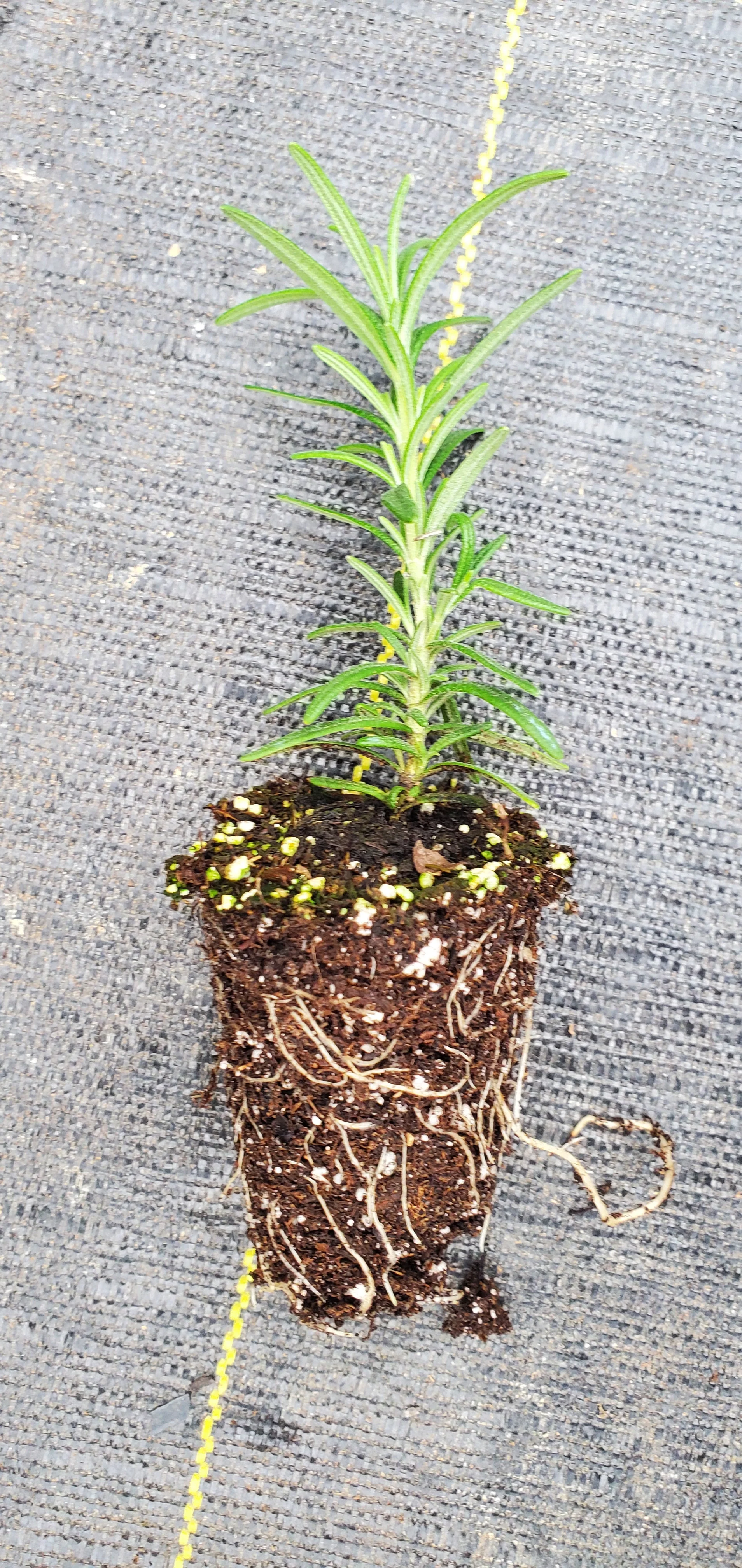 Rosemary Foresteri
