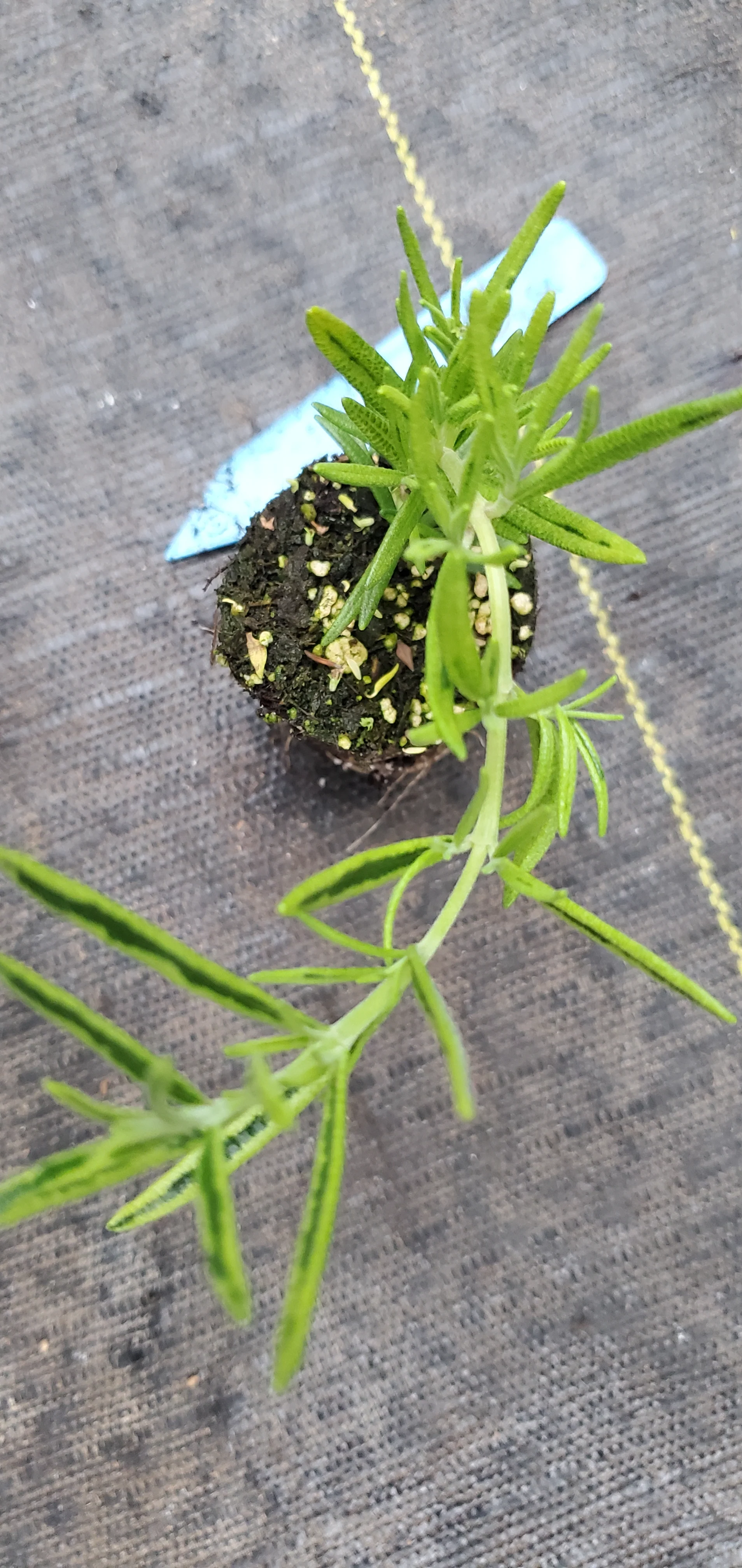 Rosemary Gold Dust - Image 2