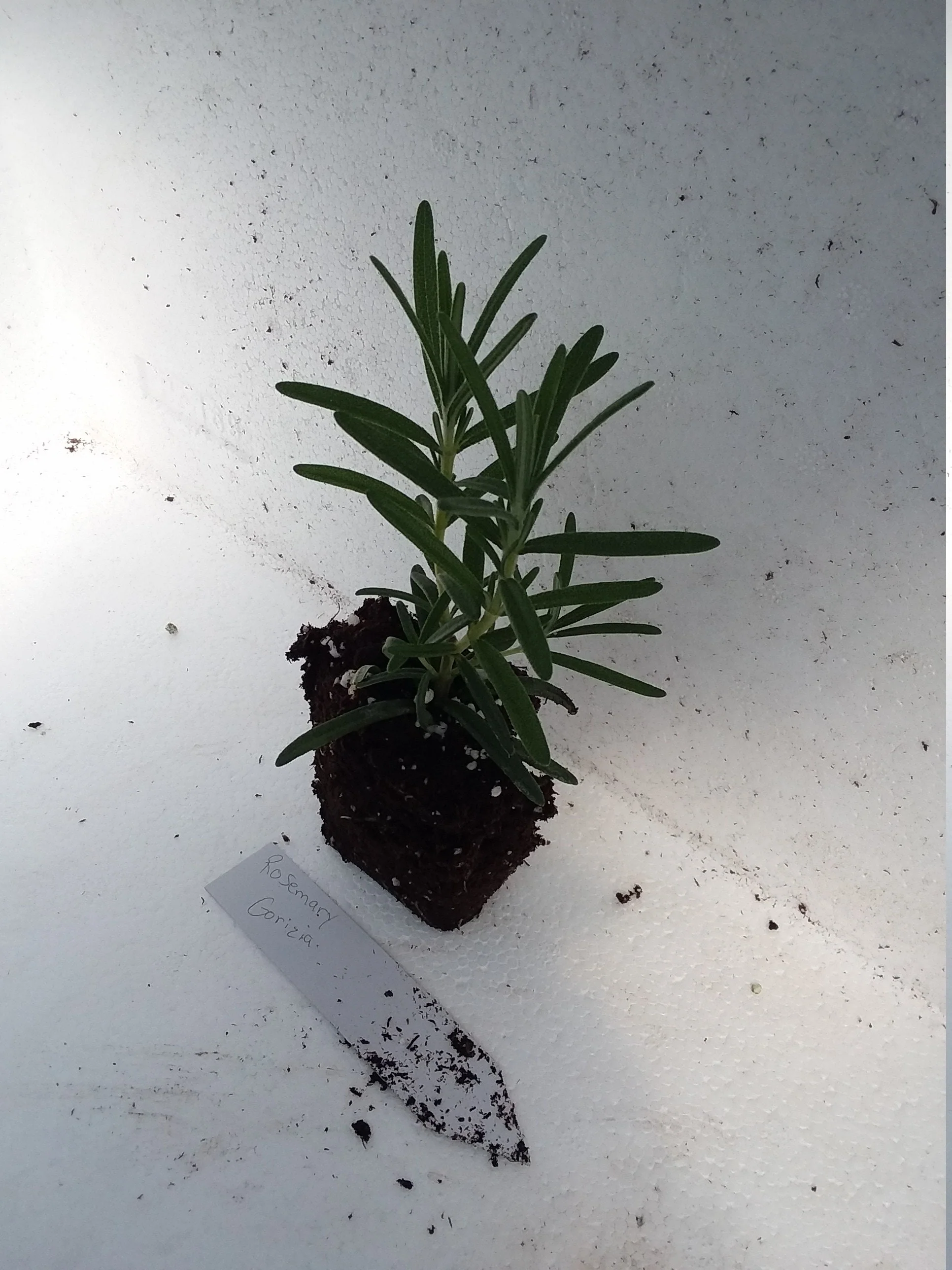 Rosemary Gorizia - Image 2