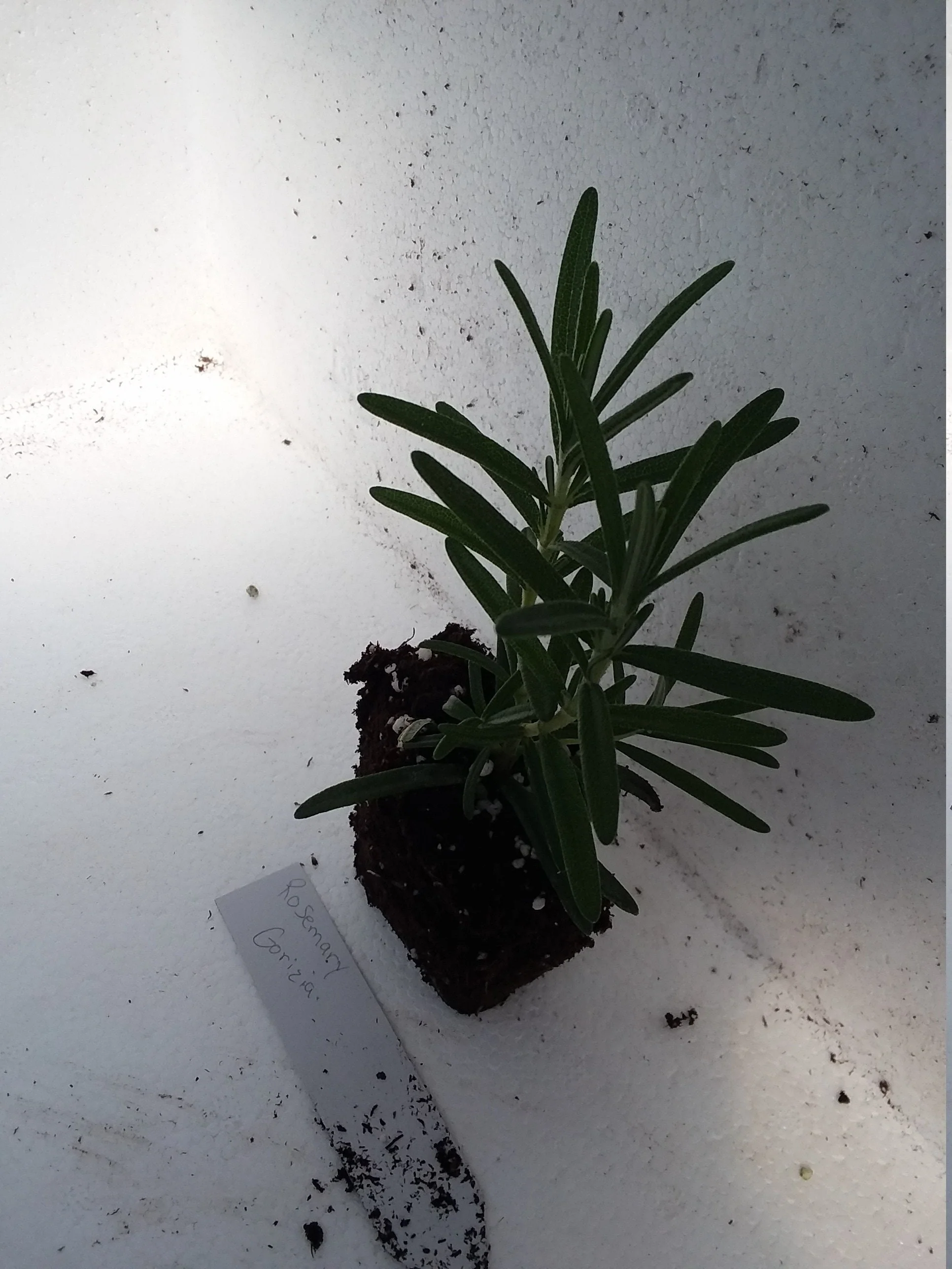 Rosemary Gorizia - Image 3