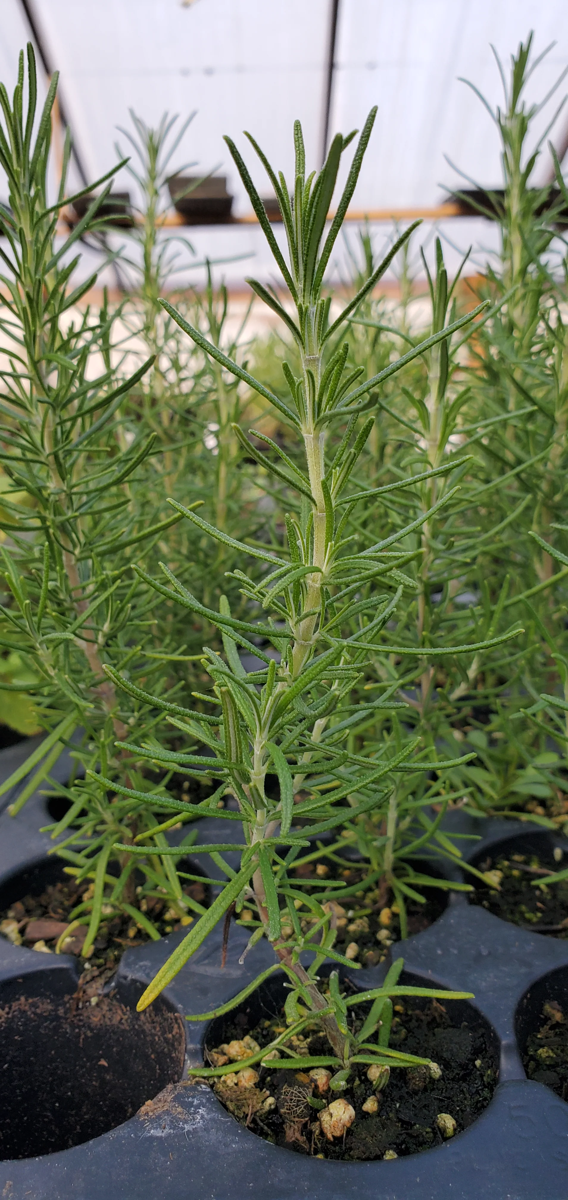 Rosemary Green Ginger