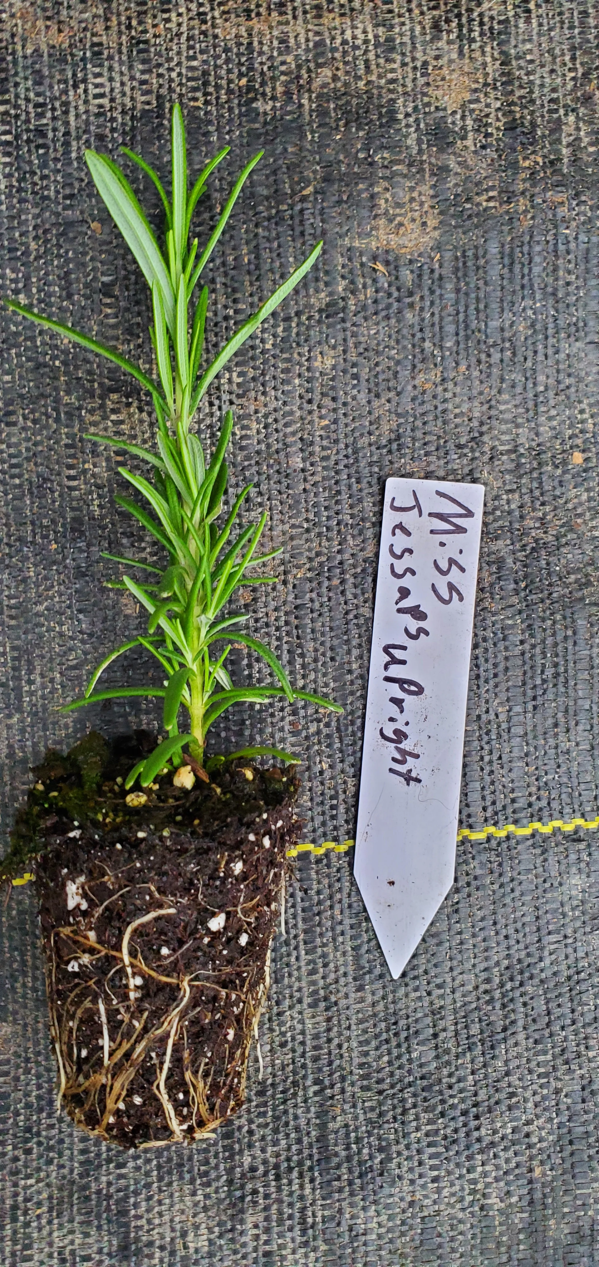 Rosemary Miss Jessops Upright - Image 2
