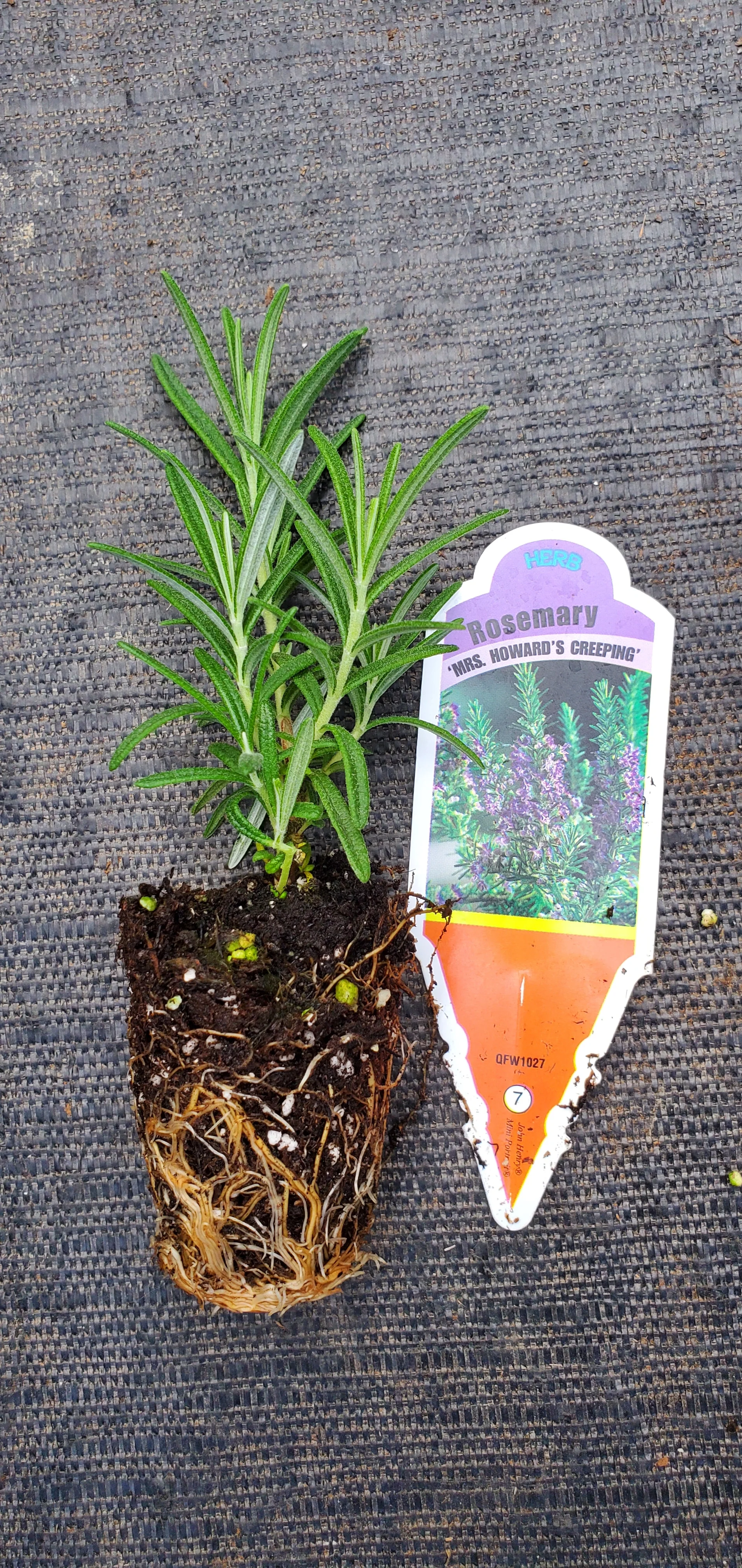 Rosemary Mrs Howard's Creeping - Image 2