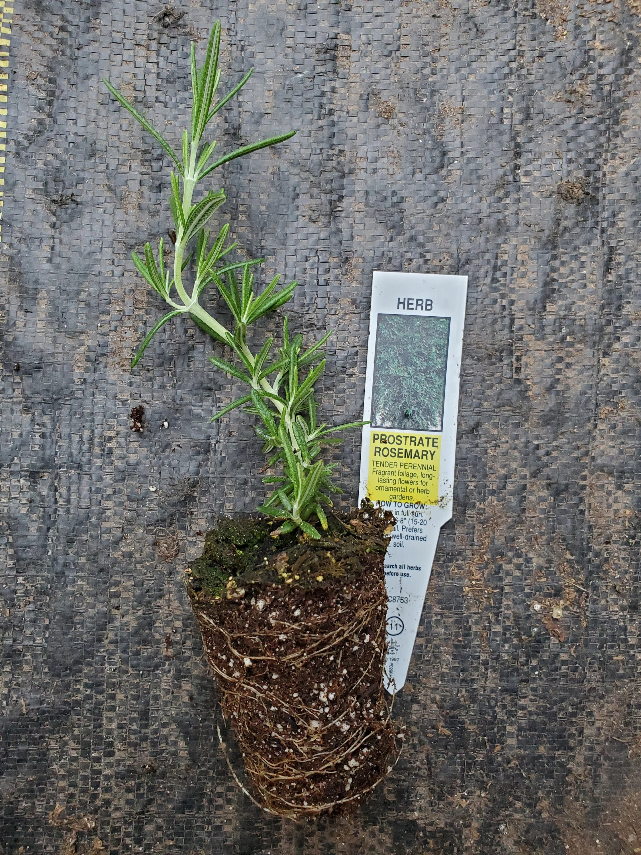 Rosemary Prostrate